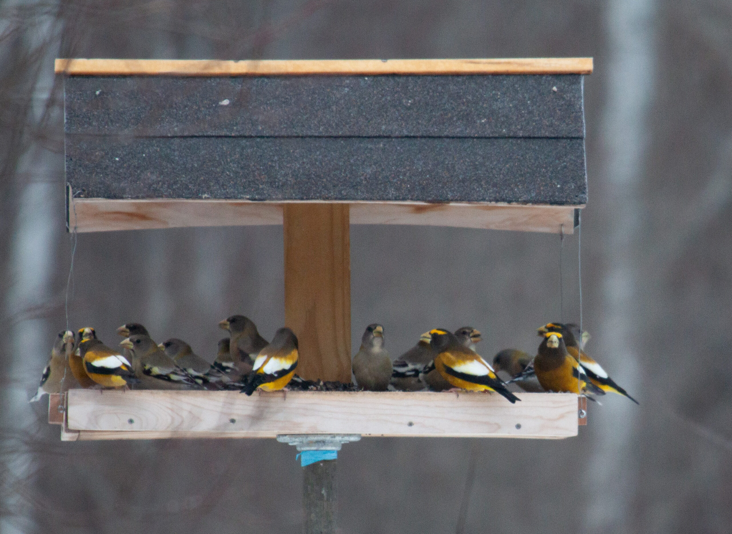 Evening Grosbeaks at a feeder