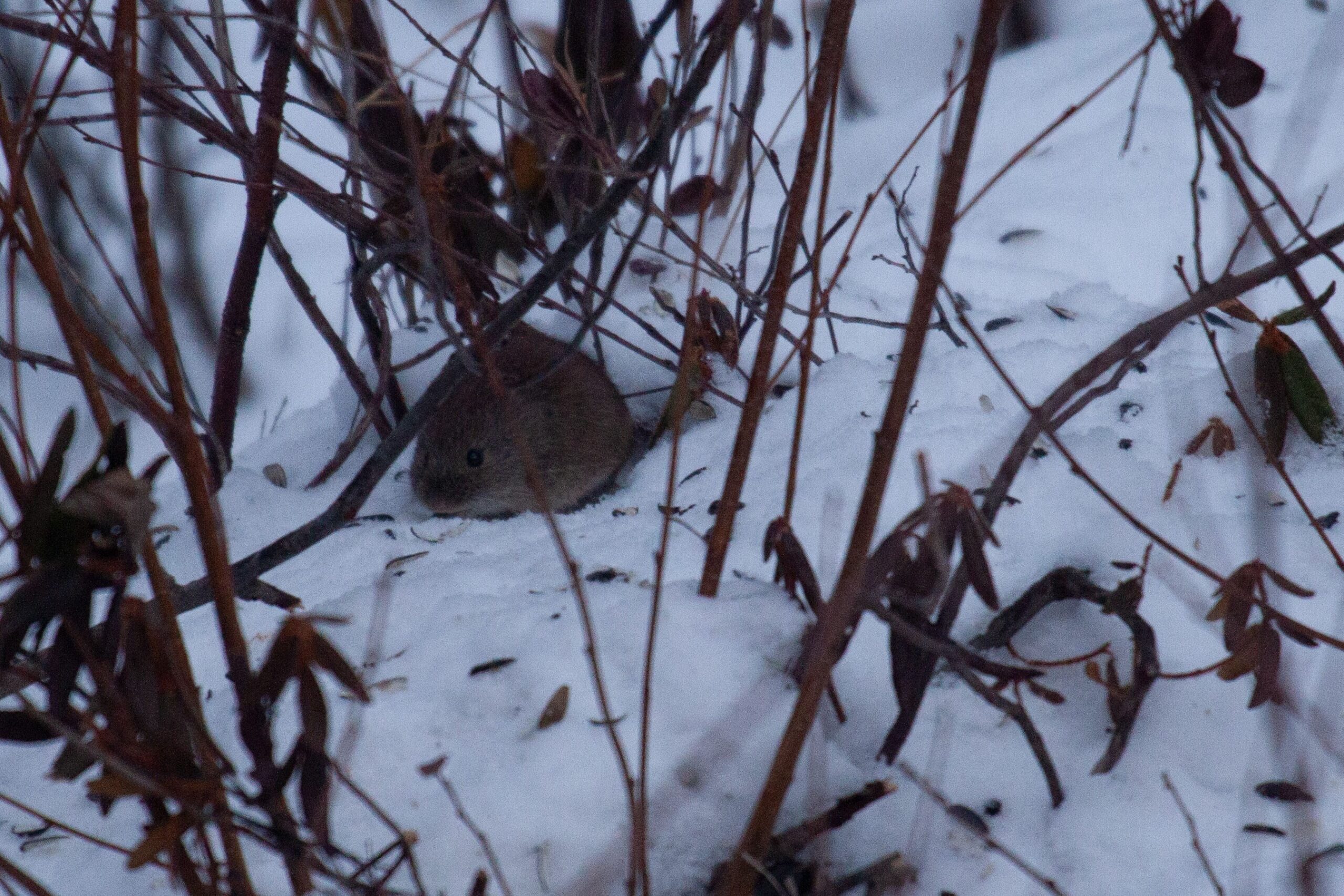 Mouse under a feeder