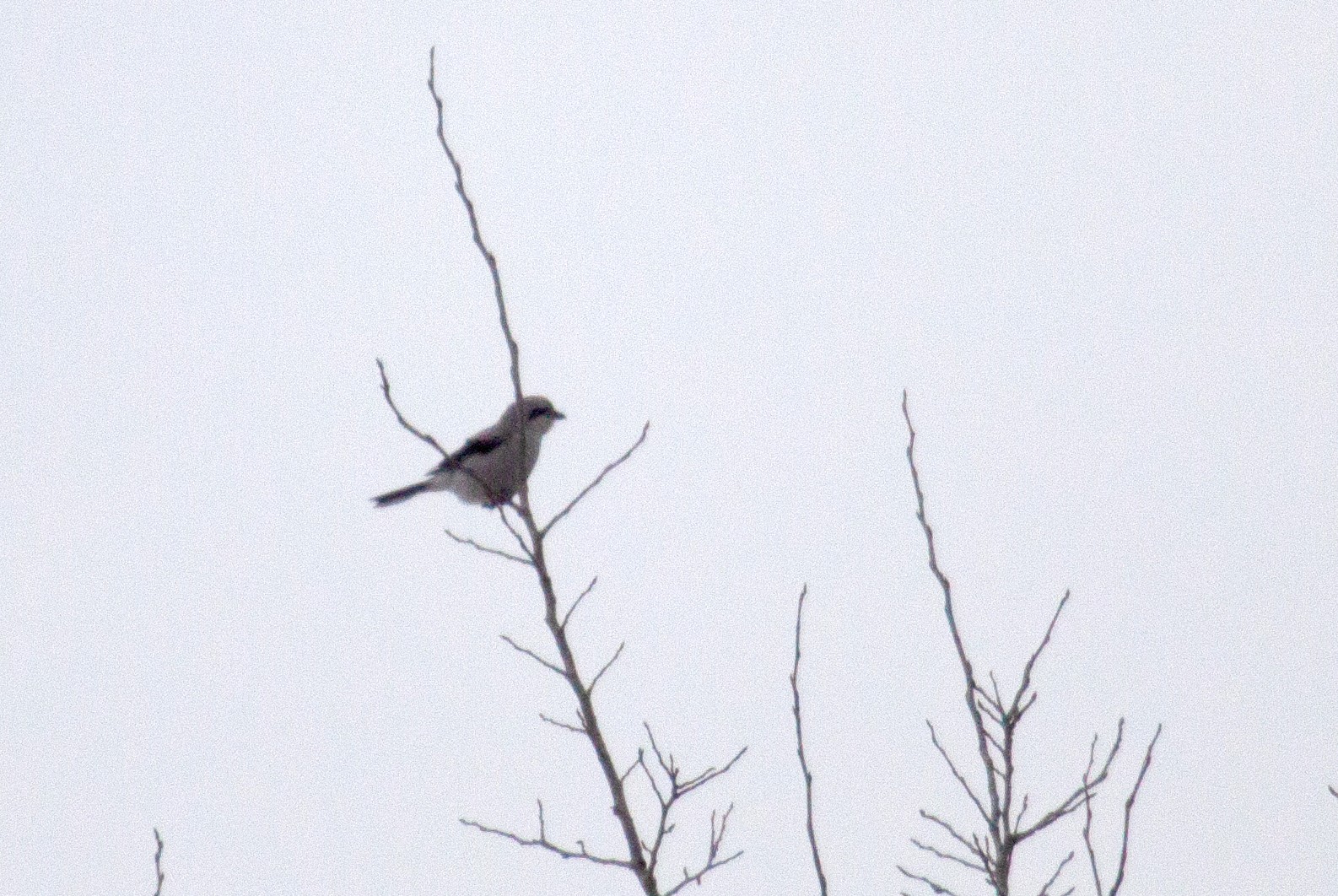 Northern Shrike on a tree