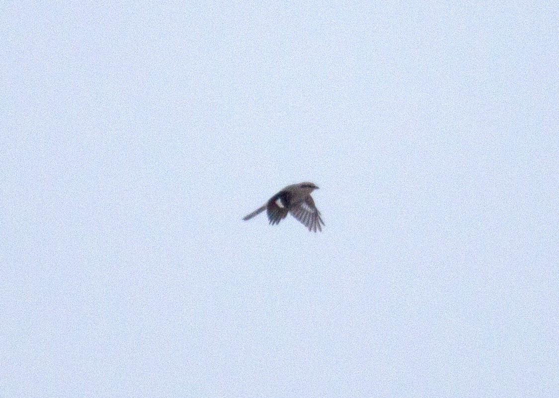 Northern Shrike in flight