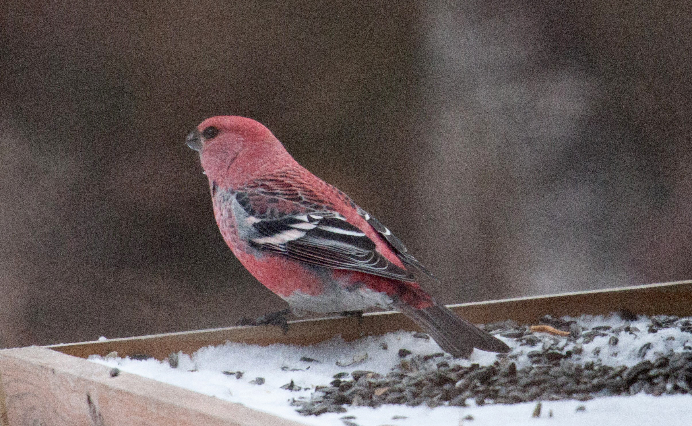 Pine Grosbeak