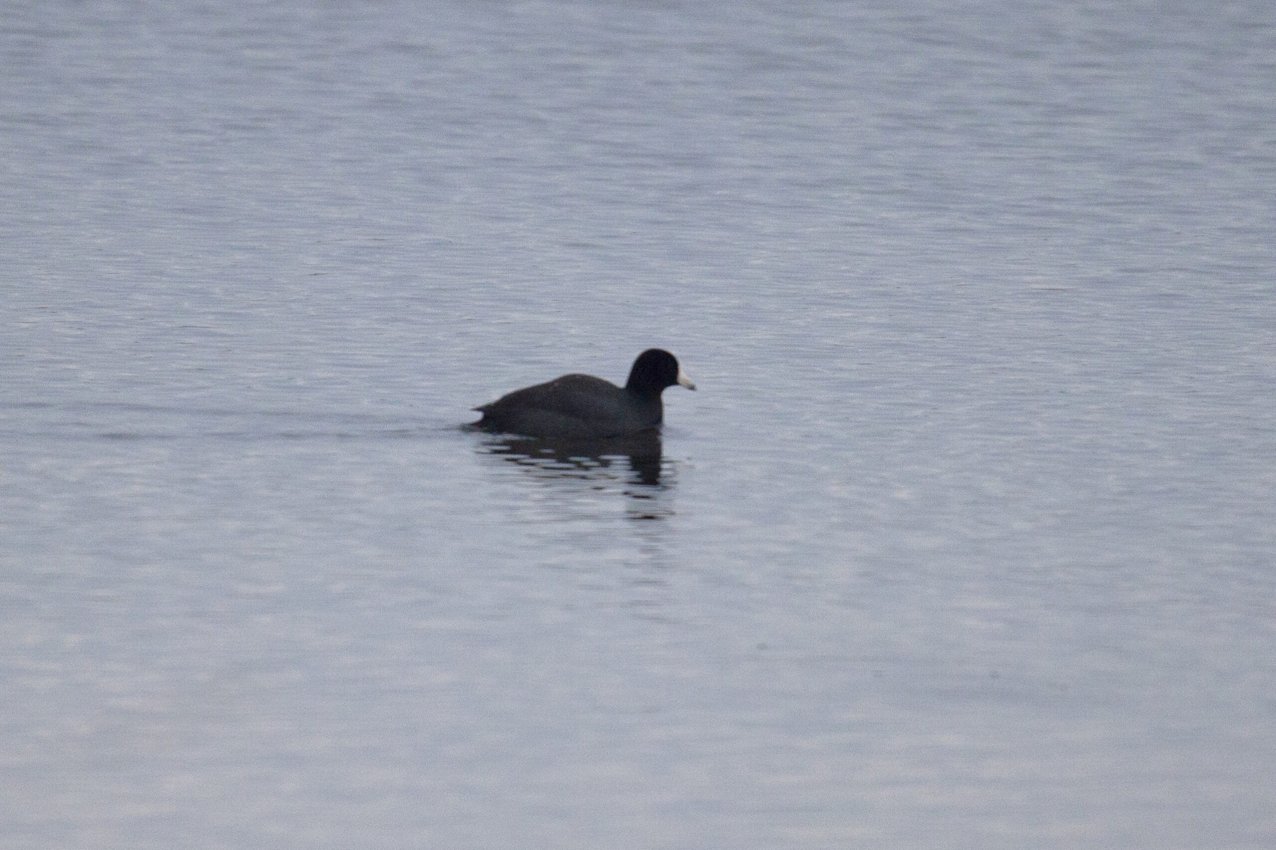 An American Coot swims in a pod