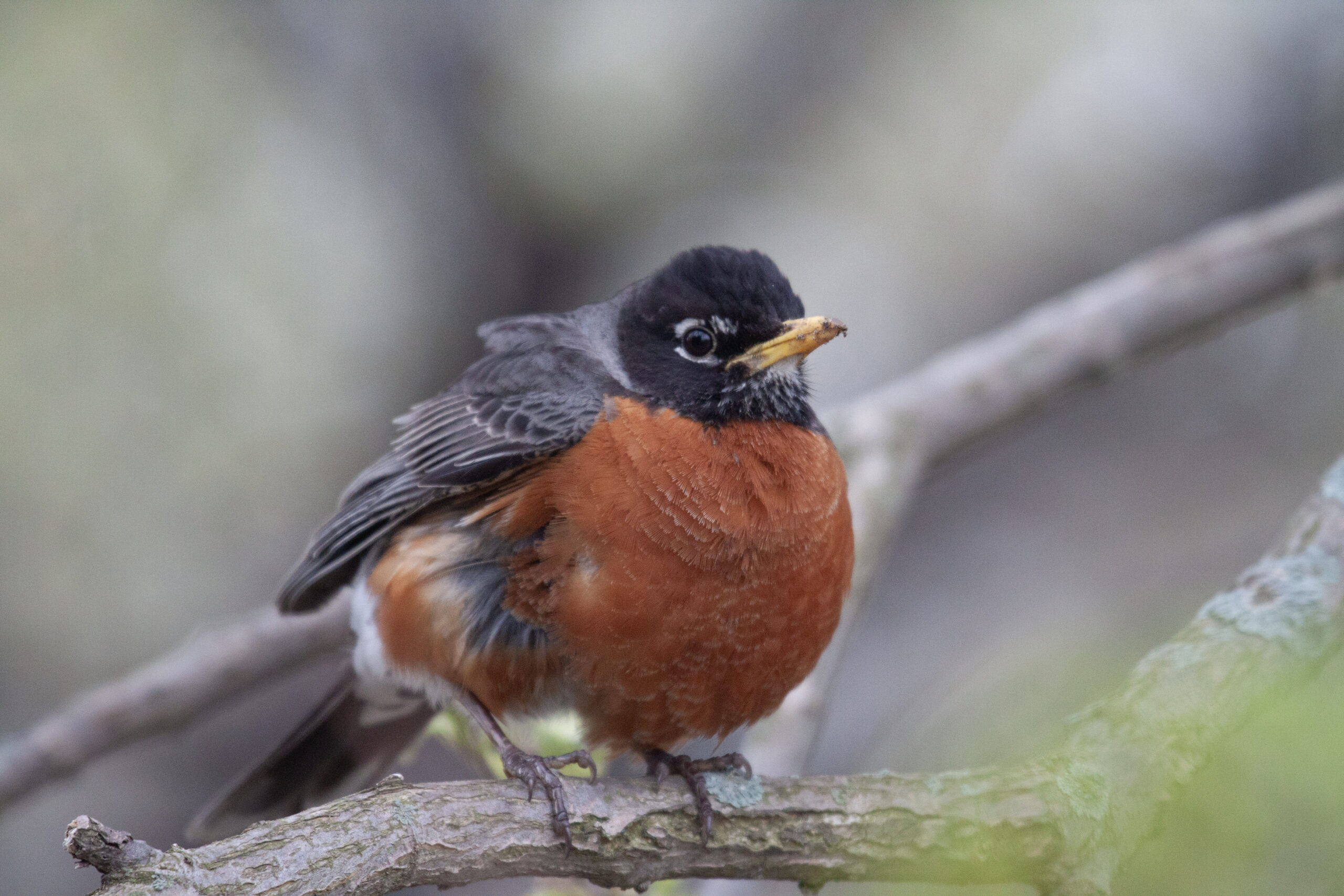 American Robin, 4 May 2025