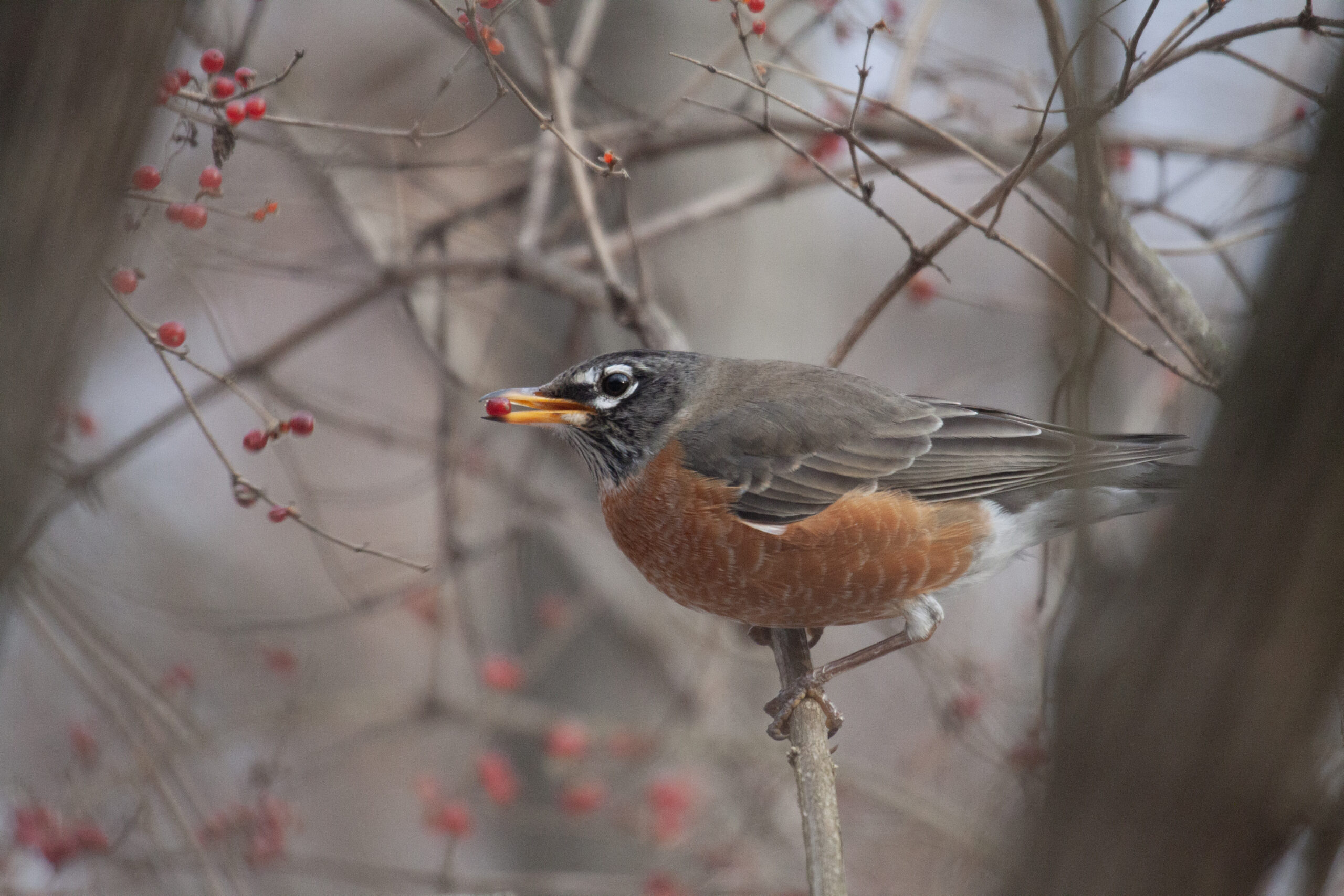 American Robin eating a red berry, 20 December 2025