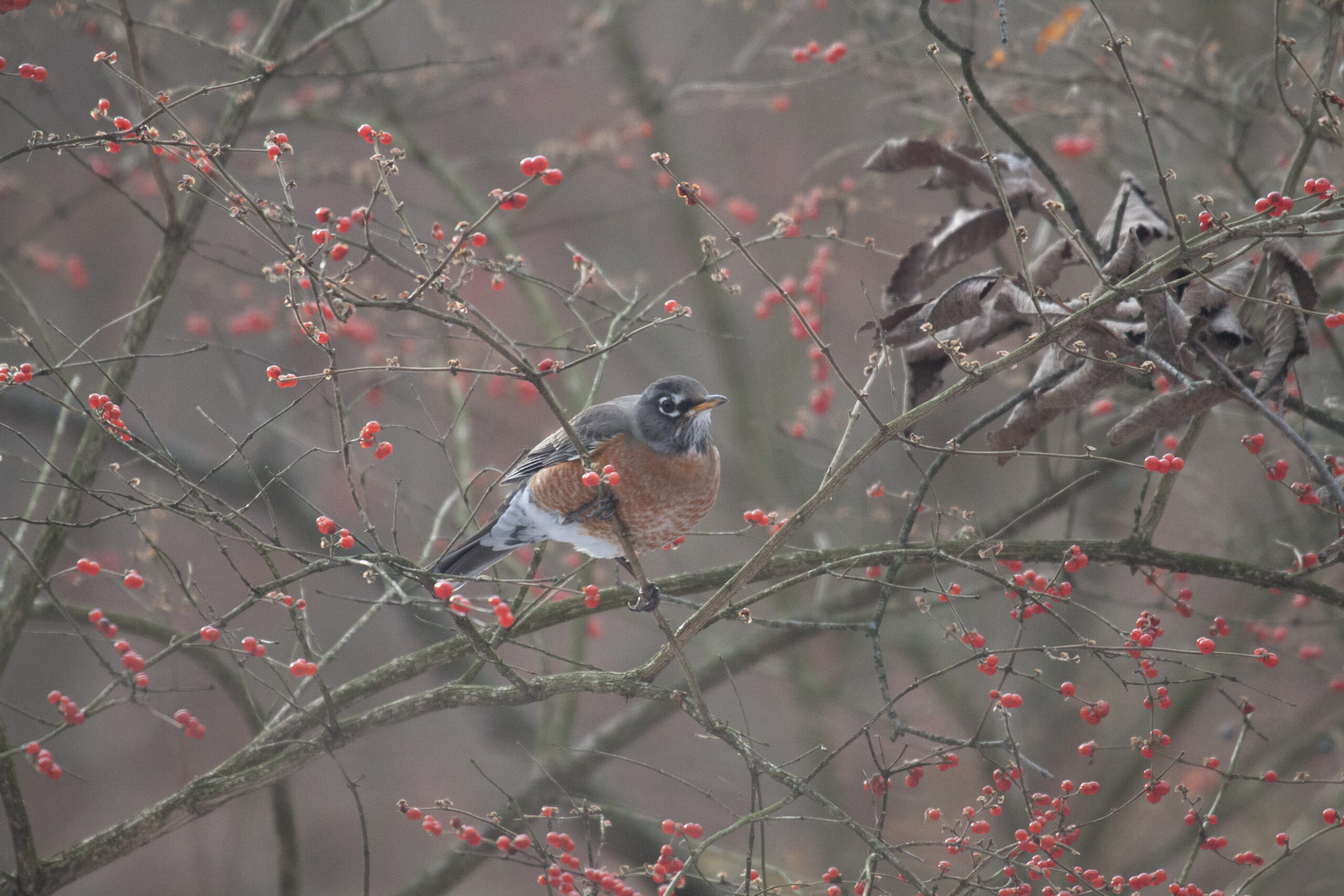 American Robin in red berries, 20 December 2026
