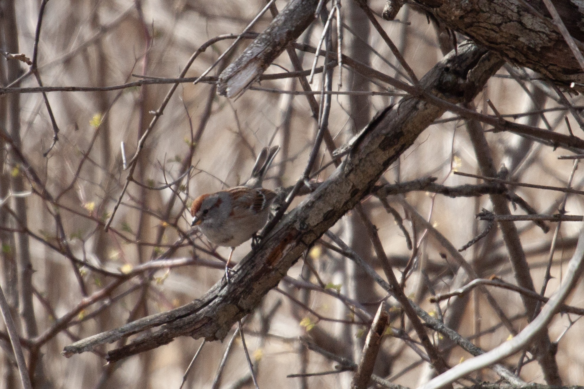 An American Tree Sparrow on a branch