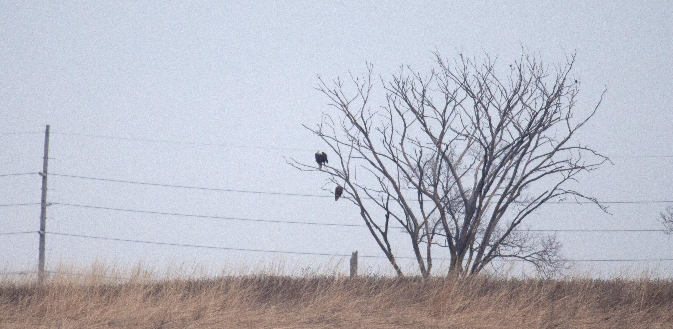 Two Bald Eagles watch from a far-off tree