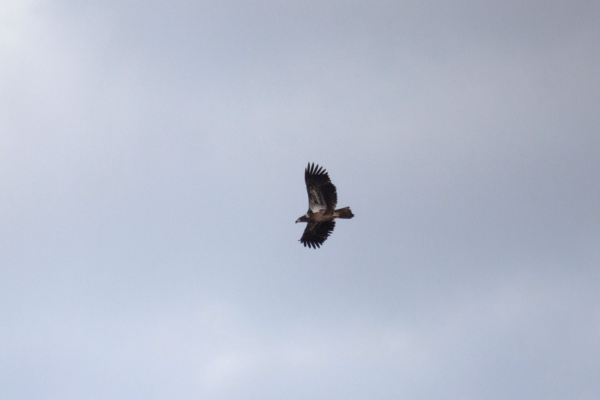 A juvenile Bald Eagle flies overhead