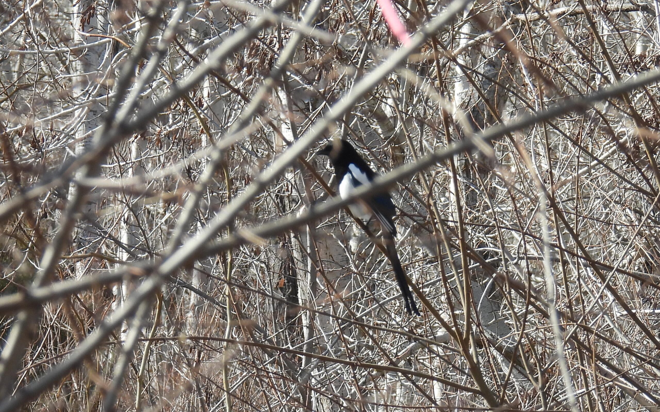 A Common Magpie among the trees