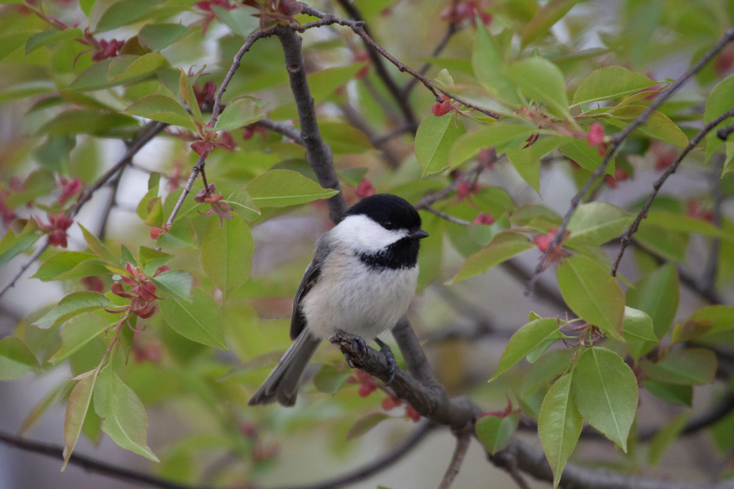 Black-Capped Chickadee on a colorful branch