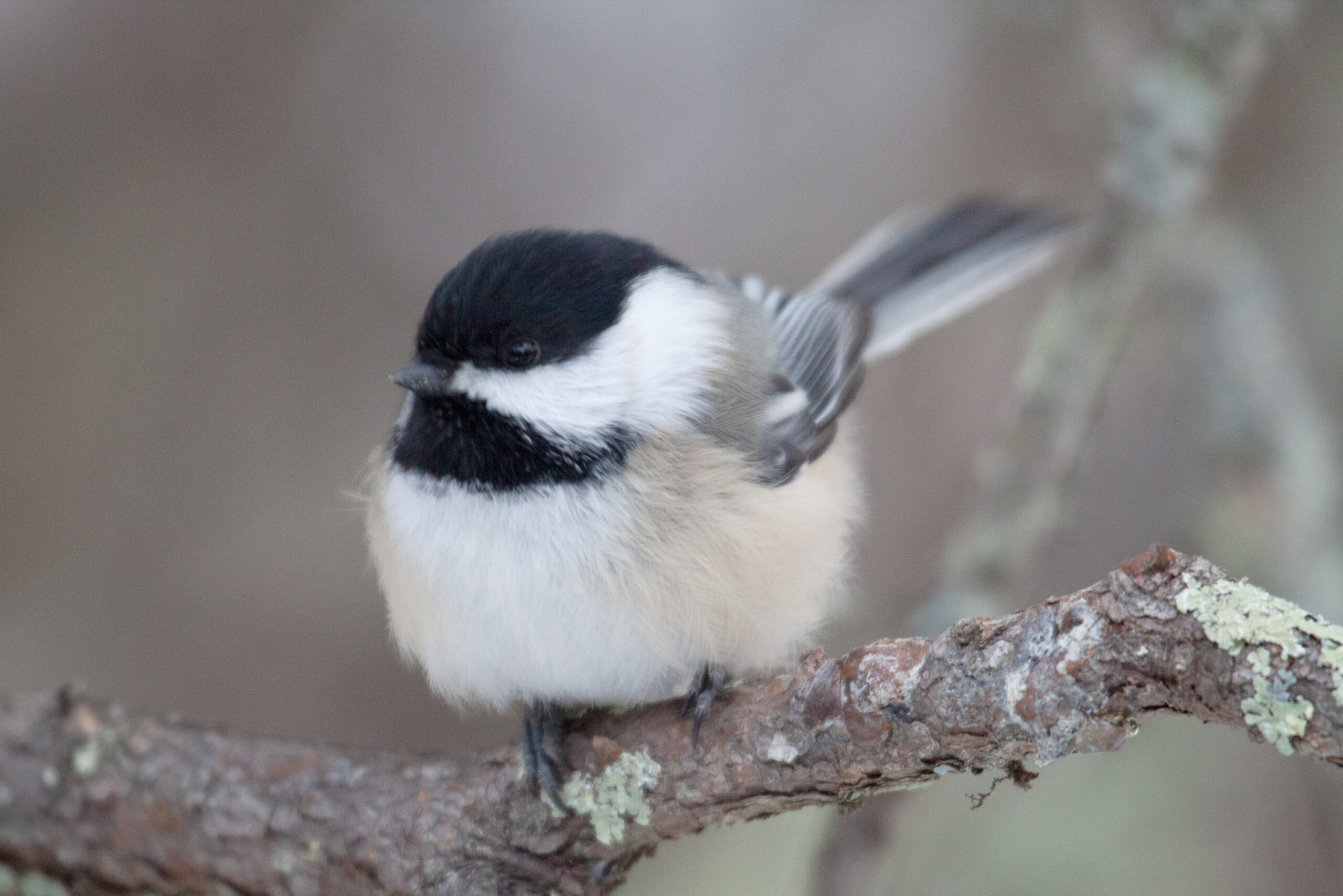 Black-Capped Chickadee on a branch