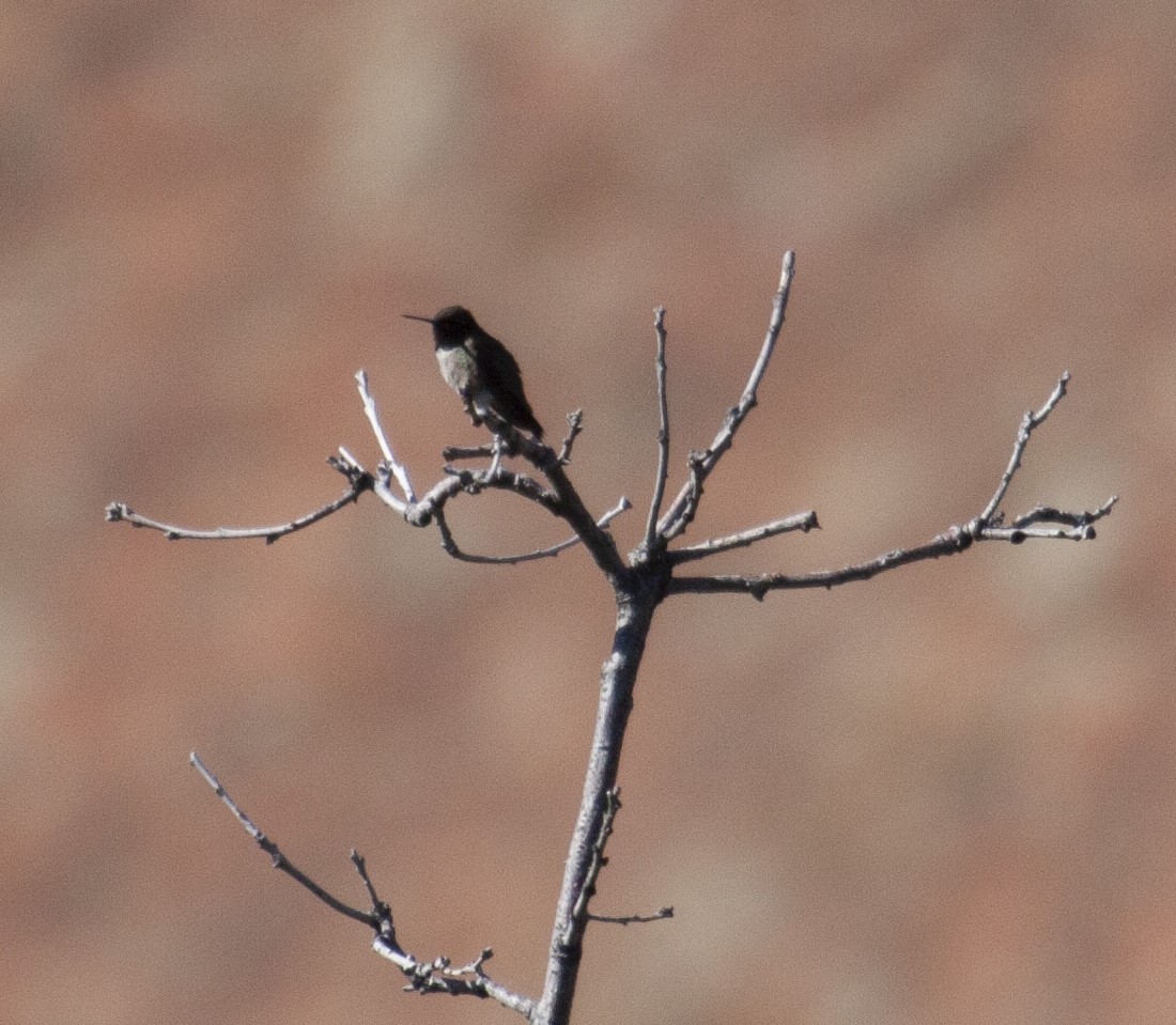 Black-Chinned Hummingbird on a branch