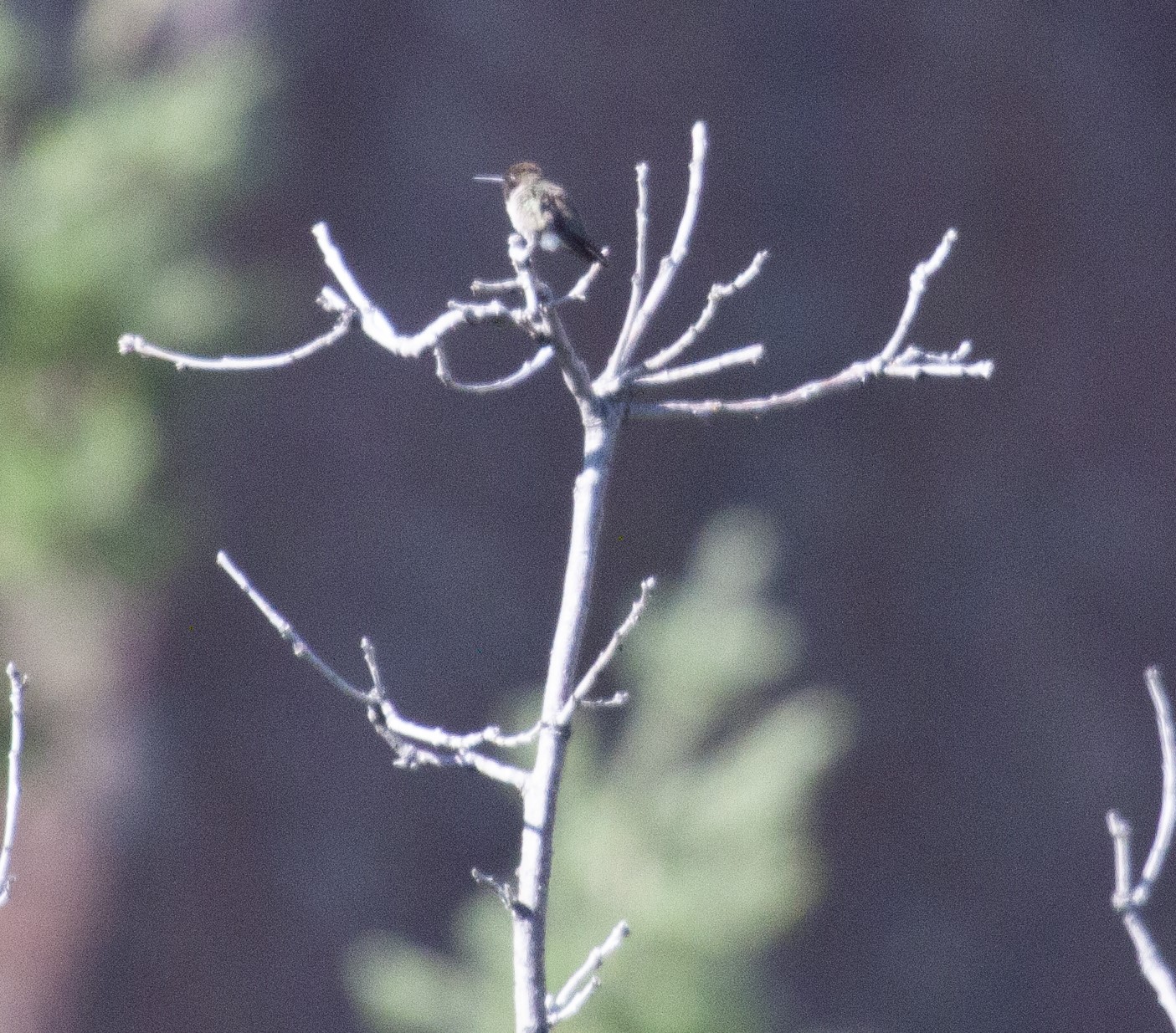 Black-Chinned Hummingbird on a branch