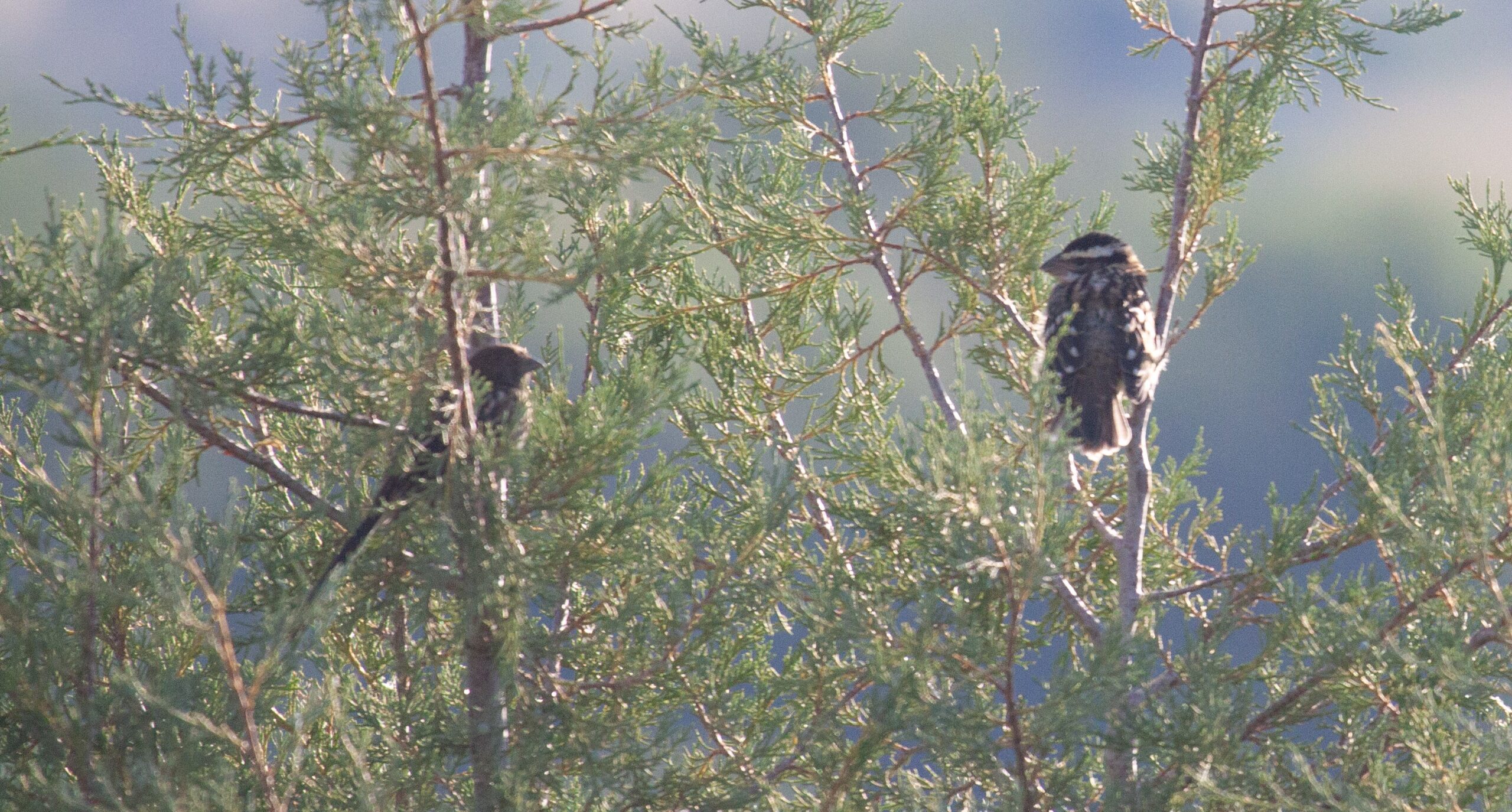 Black-headed Grosbeak in a tree