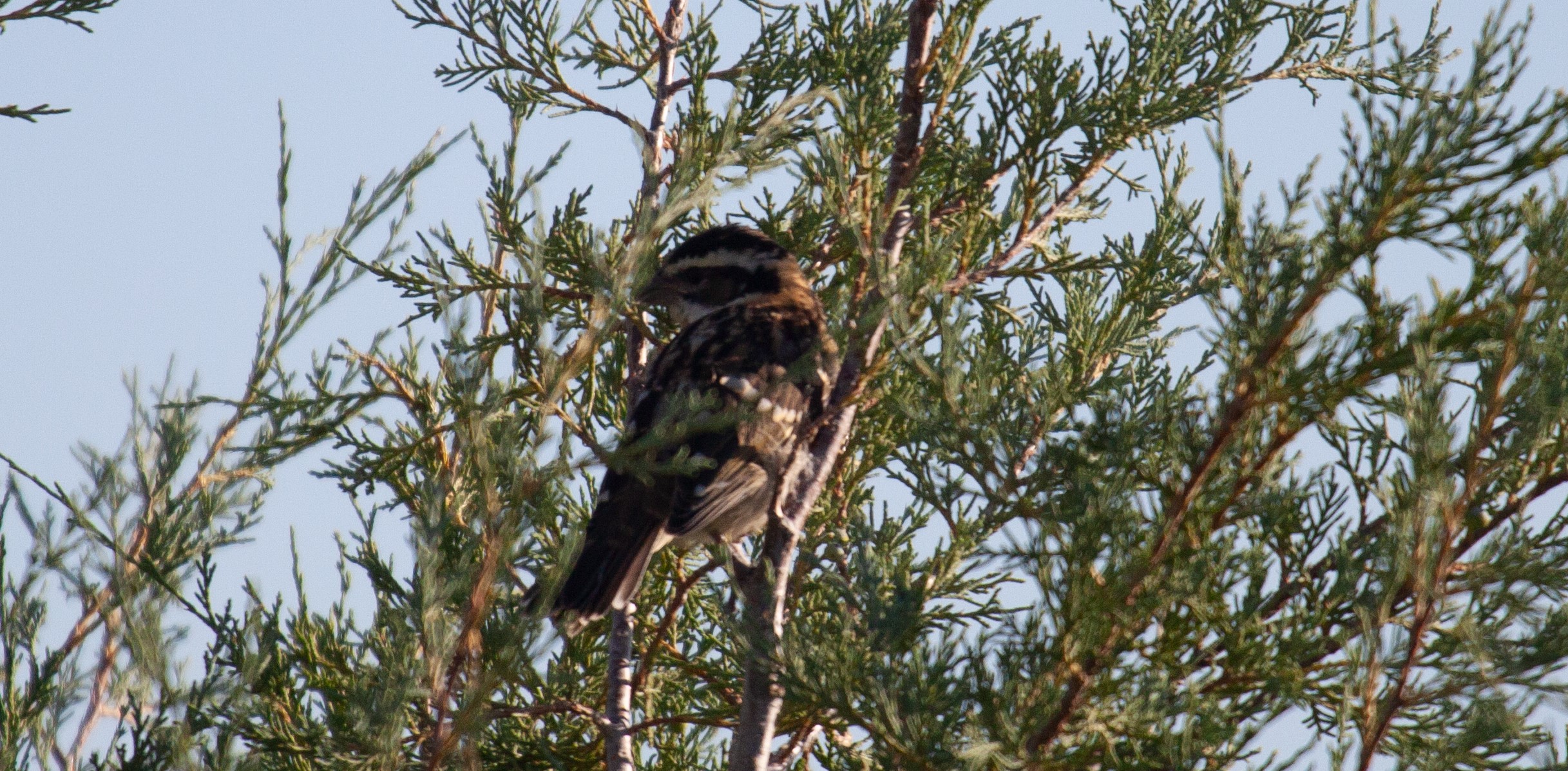 Black-headed Grosbeak in a tree