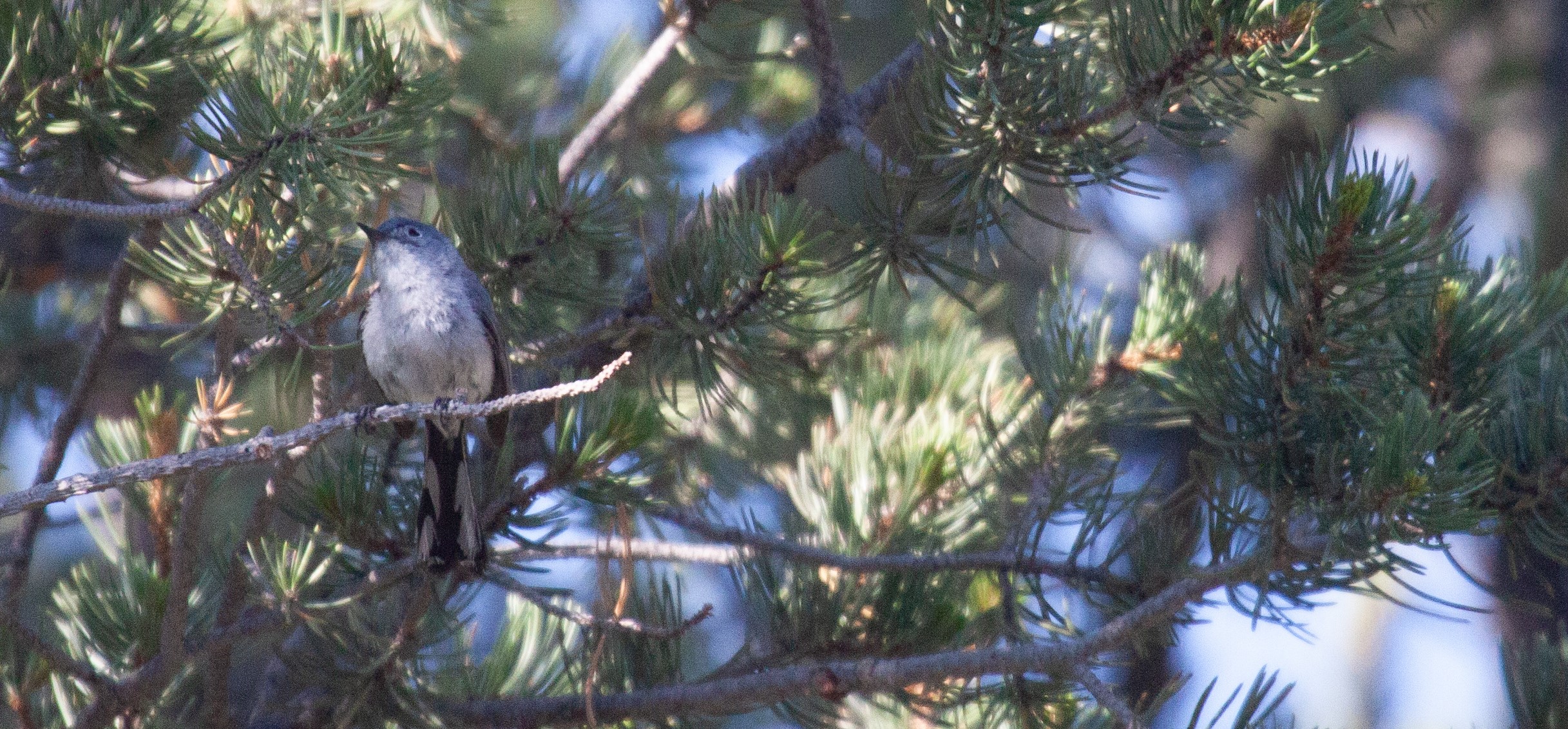 A Blue-Gray Gnatcatcher perches on in an evergreen tree