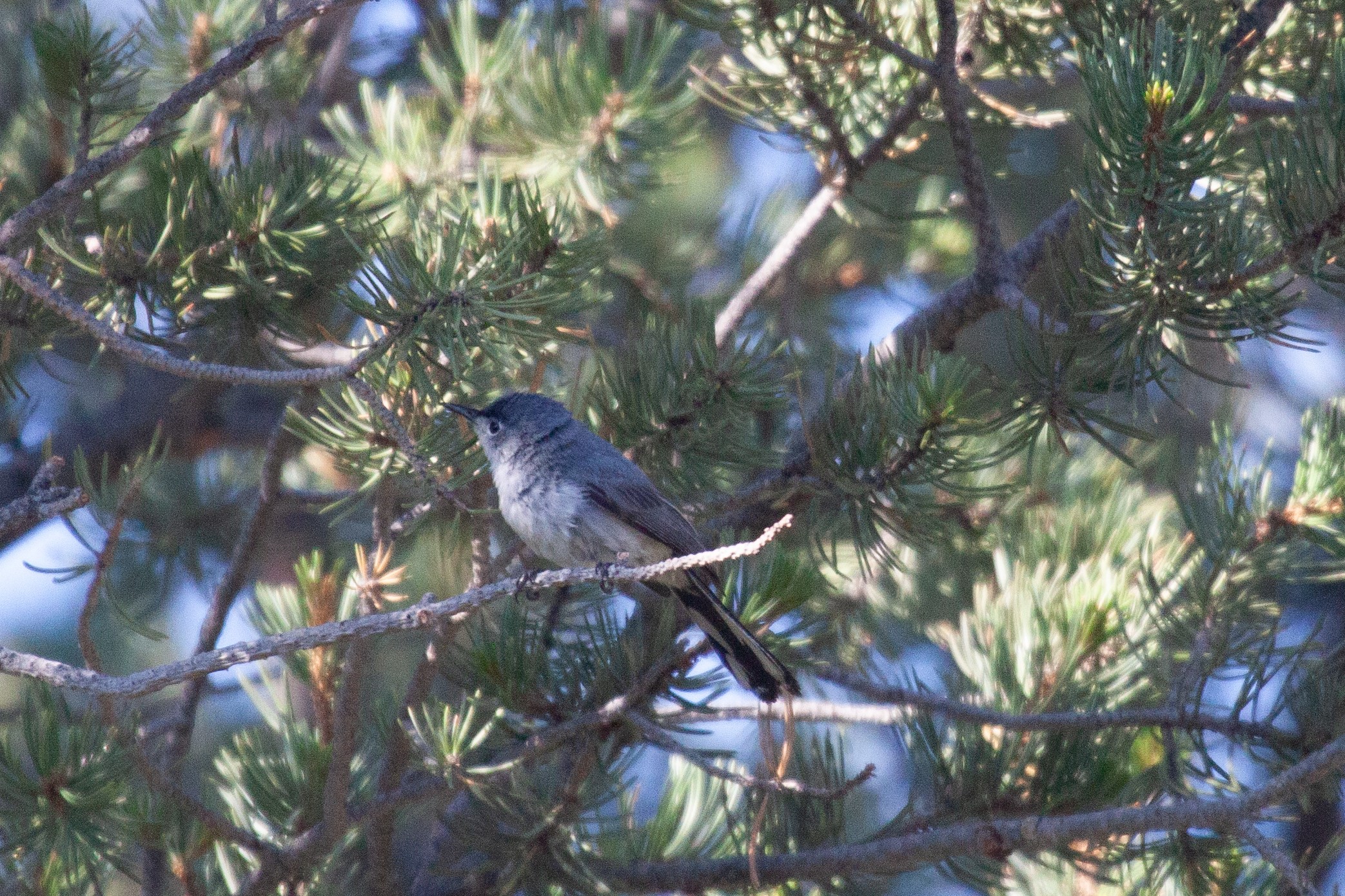 A Blue-Gray Gnatcatcher perches on in an evergreen tree, Aiken Canyon Preserve, Colorado, 21 July 2025