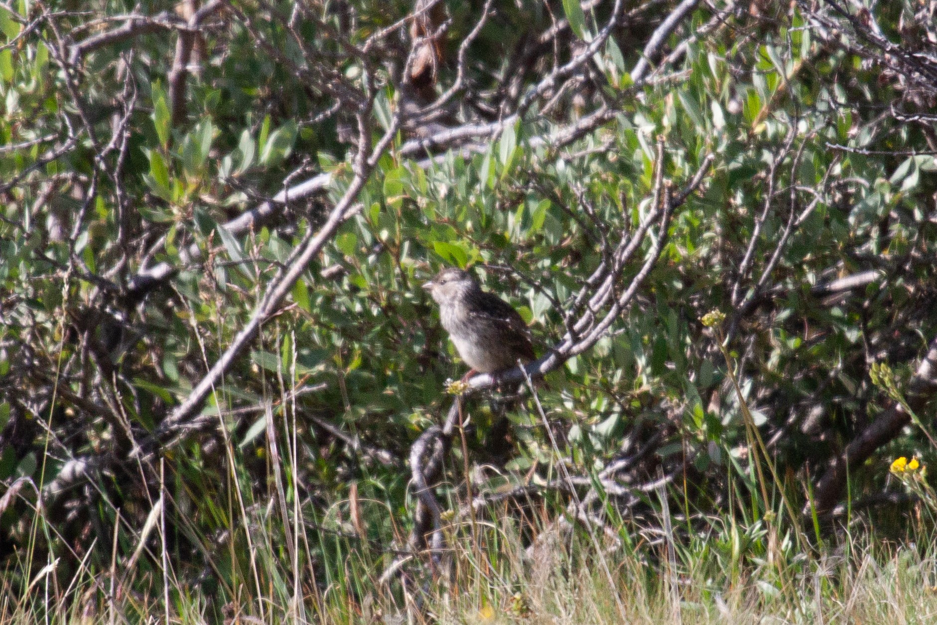 A Brewer's Sparrow on a low branch in a scrub brush