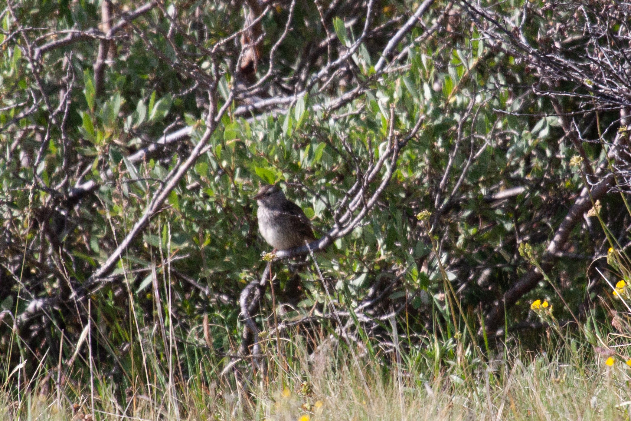 A Brewer's Sparrow on a low branch in a scrub brush
