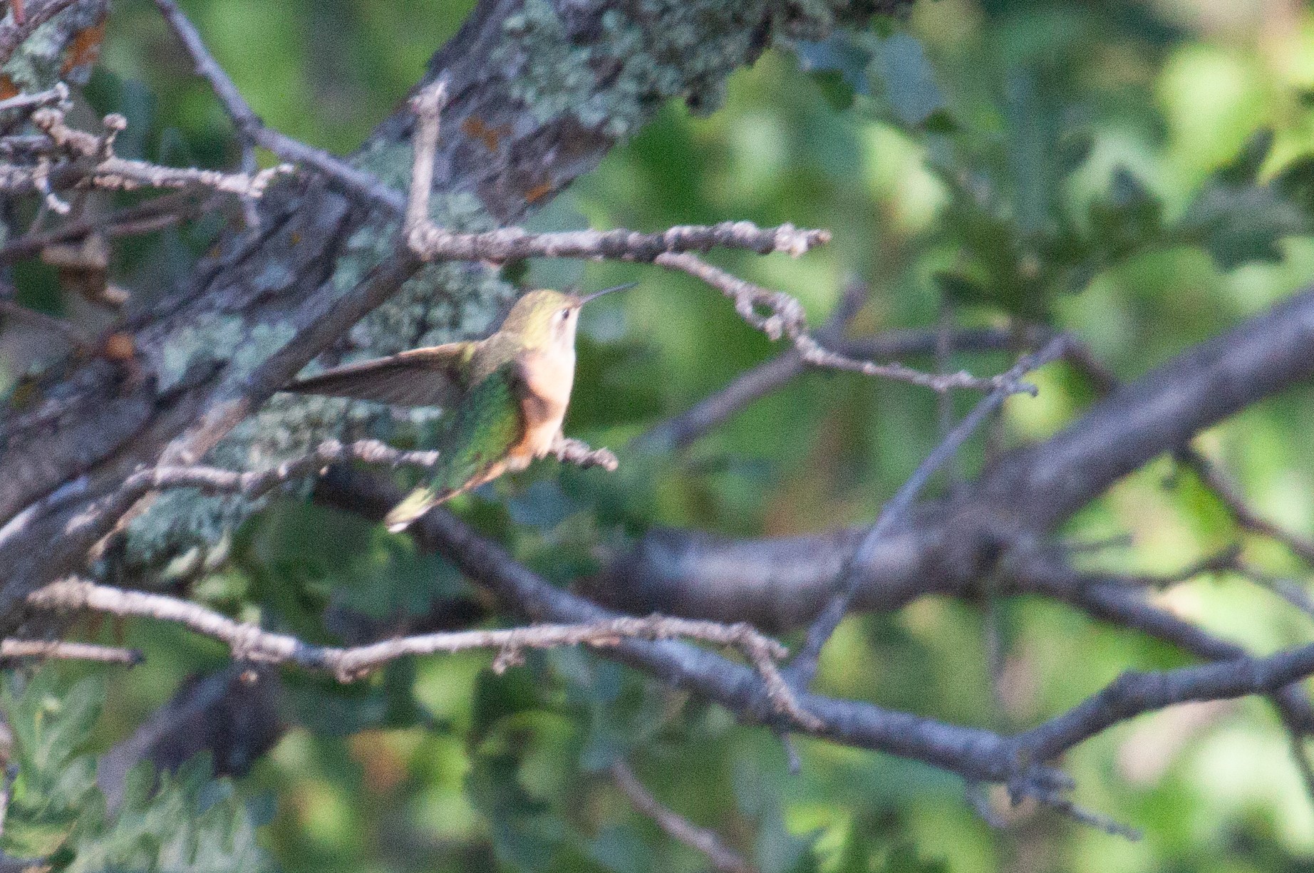 Broad-tailed Hummingbird, 21 July 2025