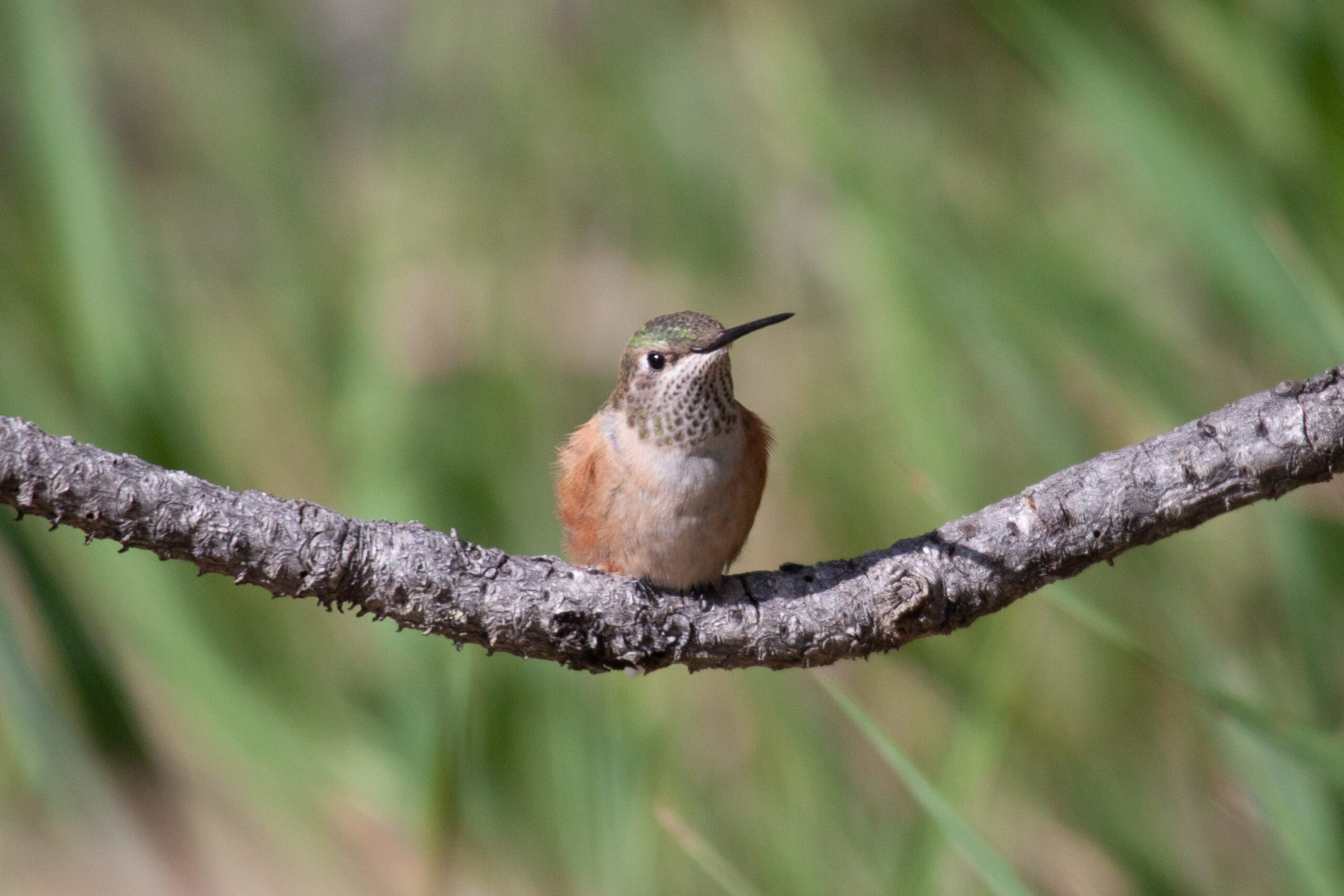 Broad-tailed Hummingbird, 23 July 2025