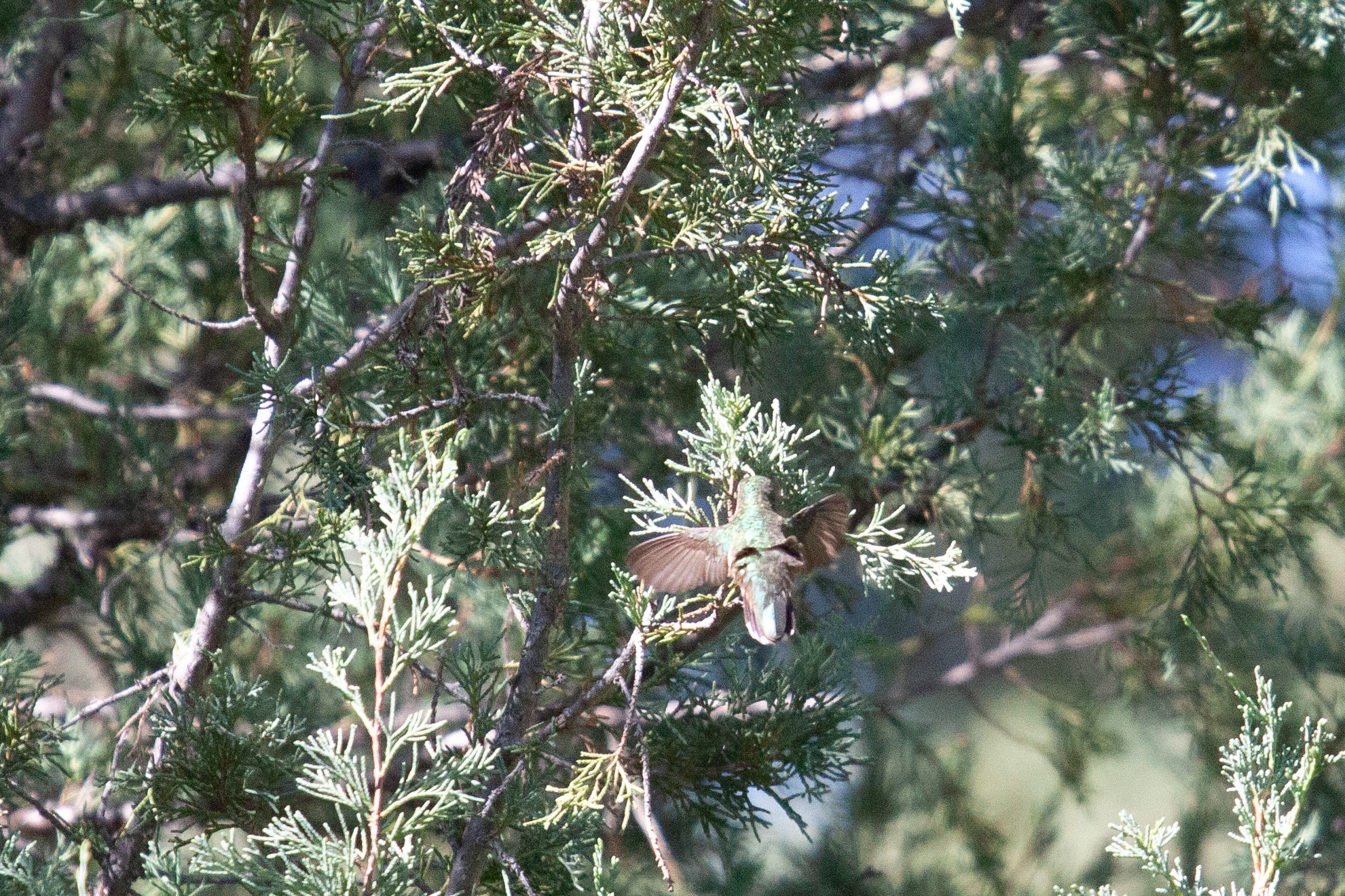 Broad-tailed Hummingbird, 20 July 2025