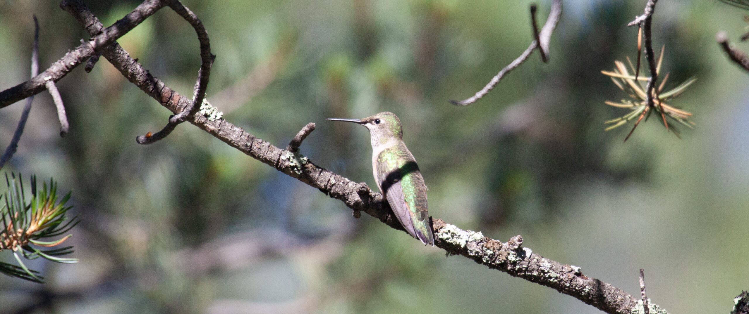 Broad-tailed Hummingbird, 21 July 2025