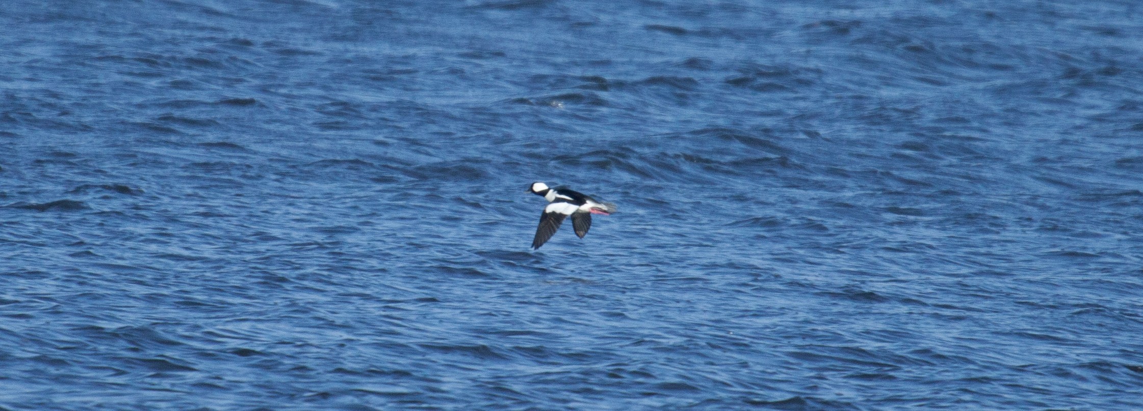 Bufflehead landing in a lake