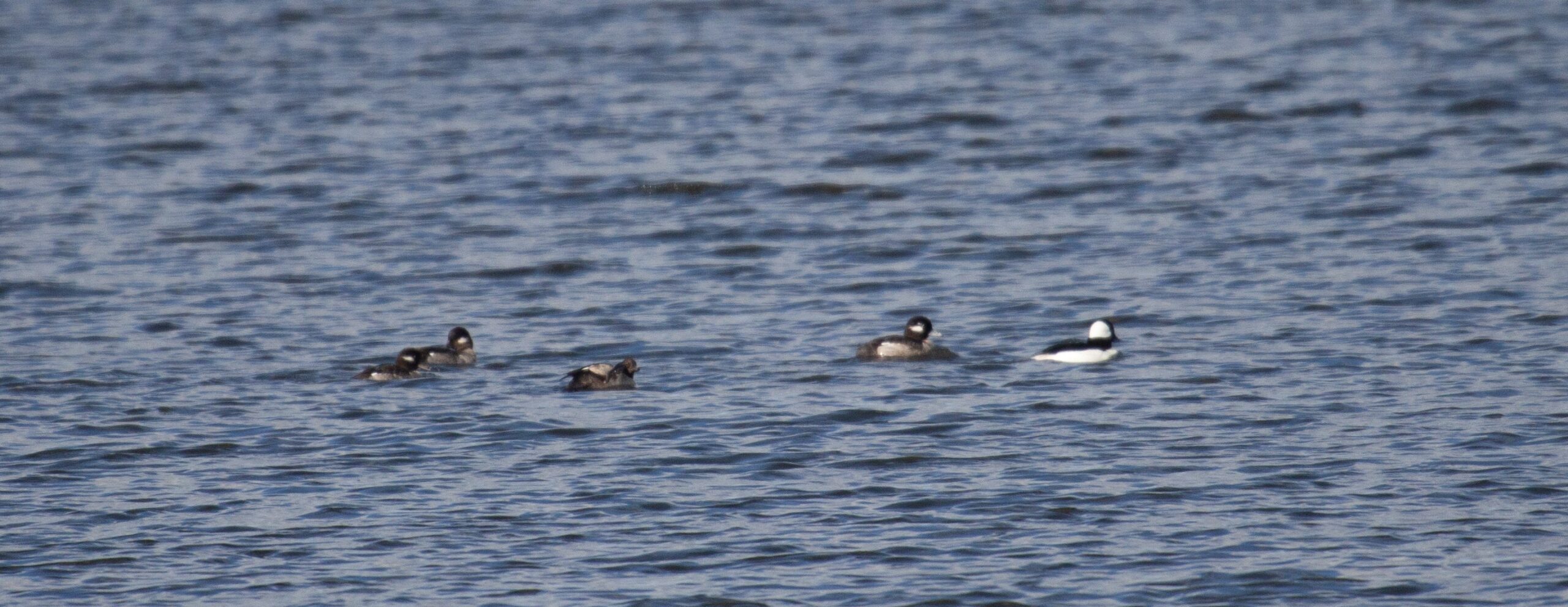 Five Buffleheads swim on a lake