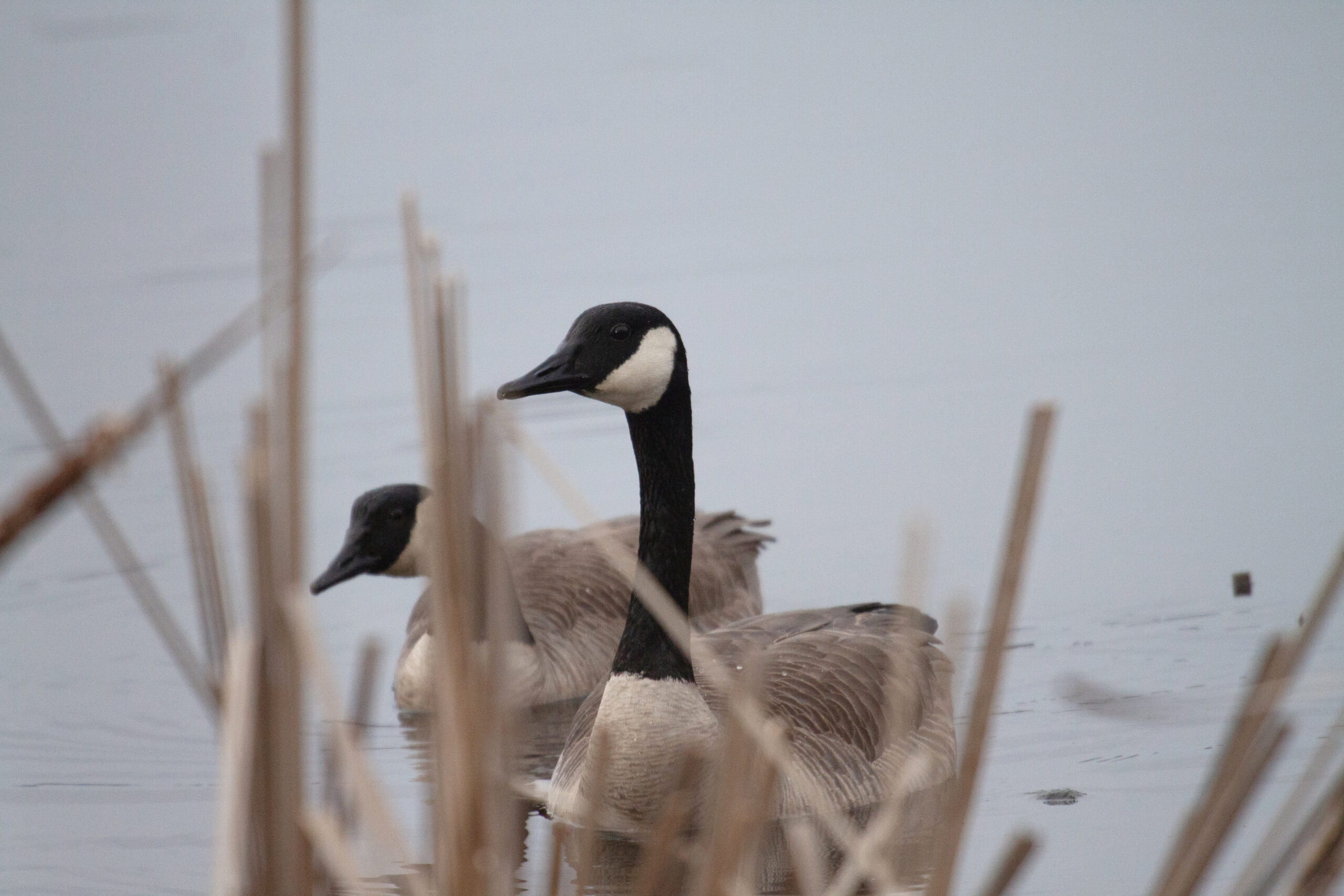Two Canada Geese in the water