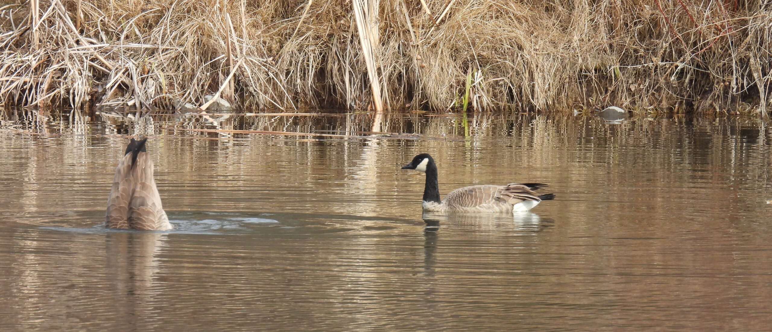 A canada goose dives for food while another watches