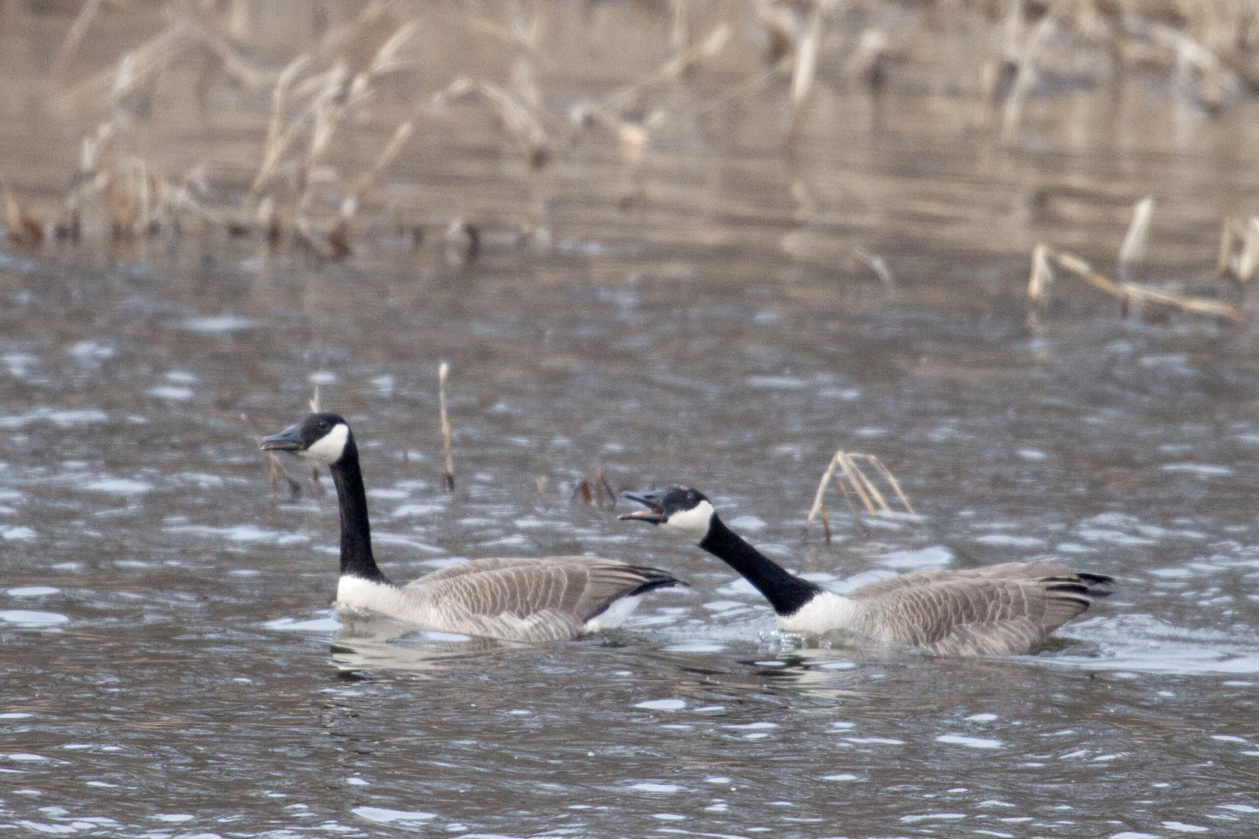 Two Canada Geese in the water