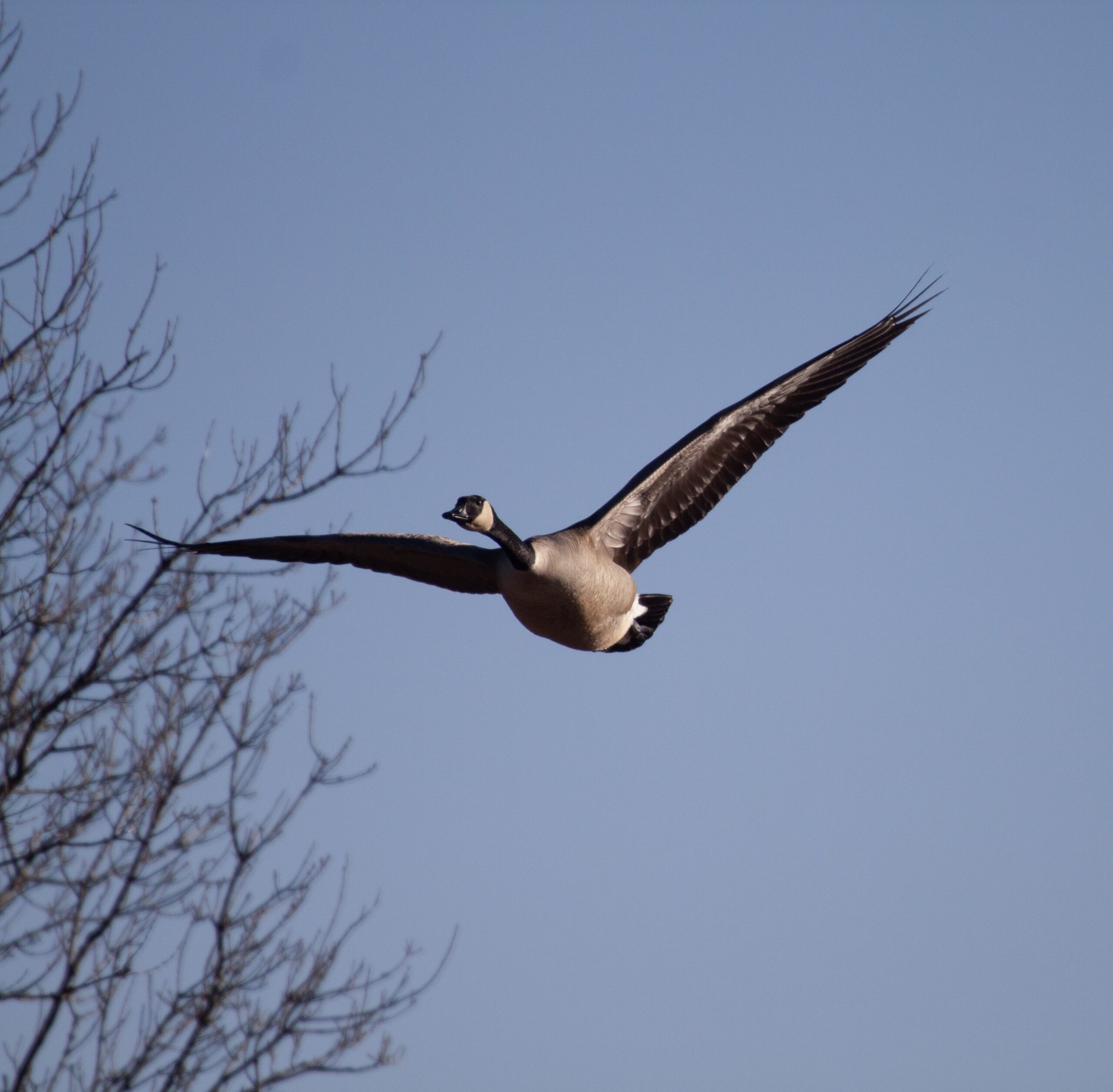 Canada Goose in flight