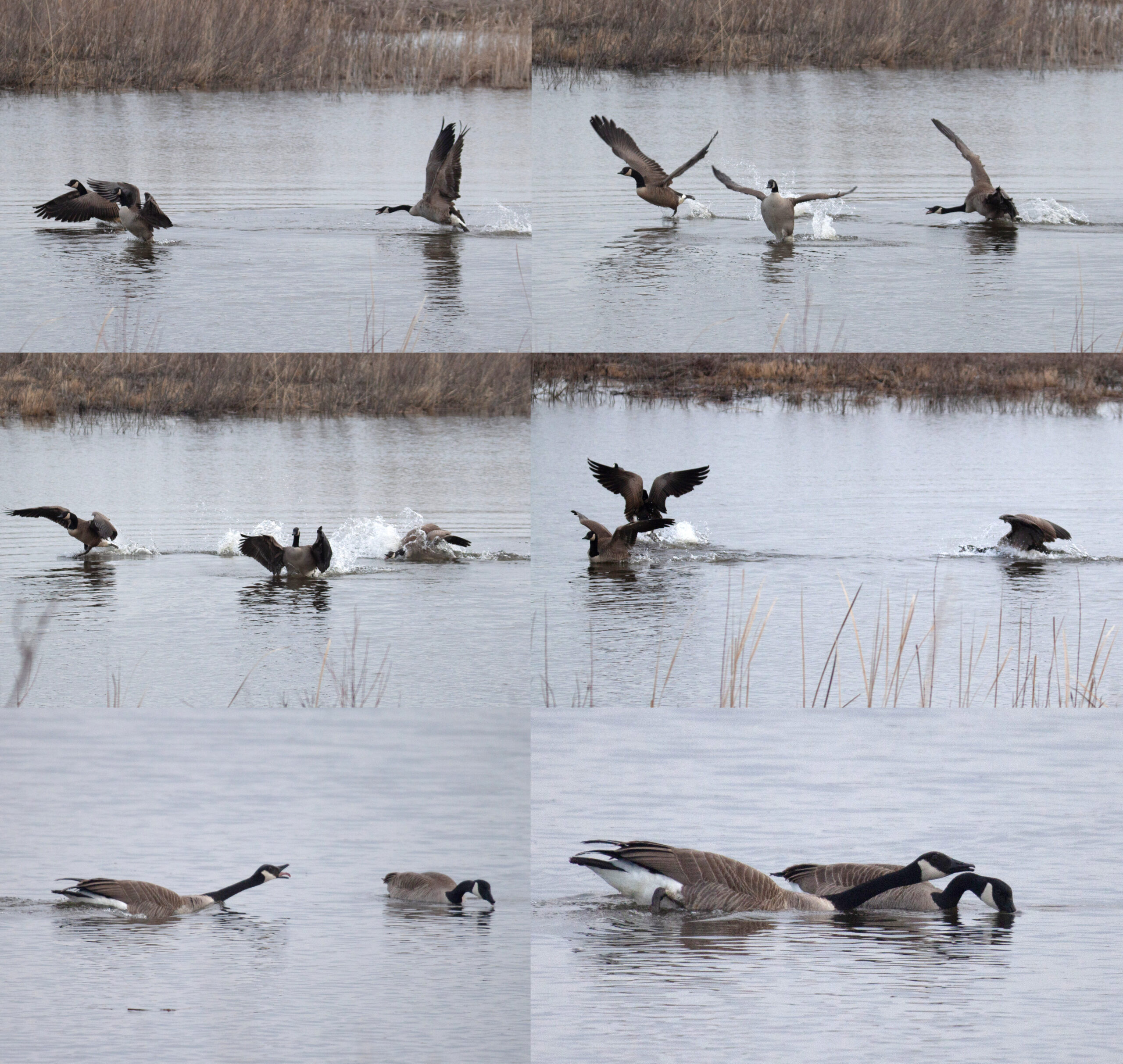 Sequence of images - a Goose attempts to chase off two other Geese from the lake