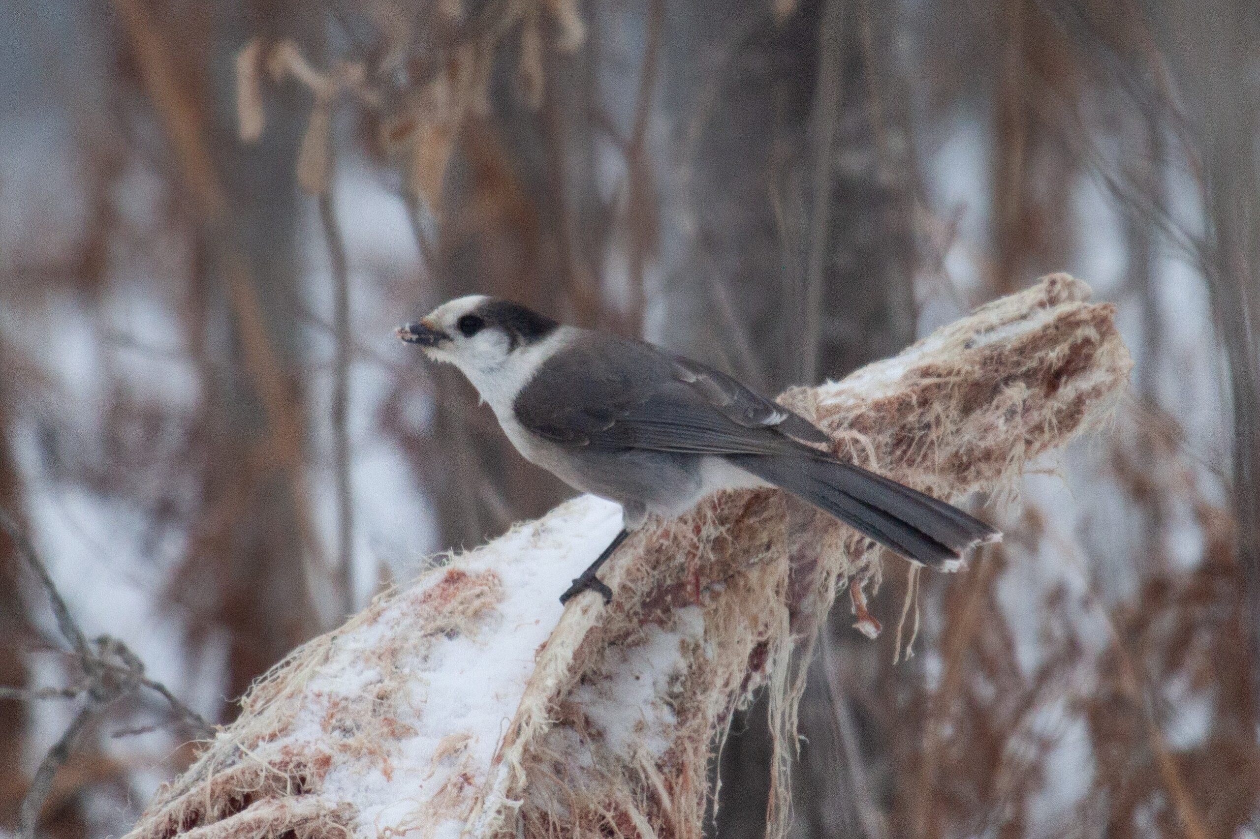 Canada Jay perched on a deer carcass