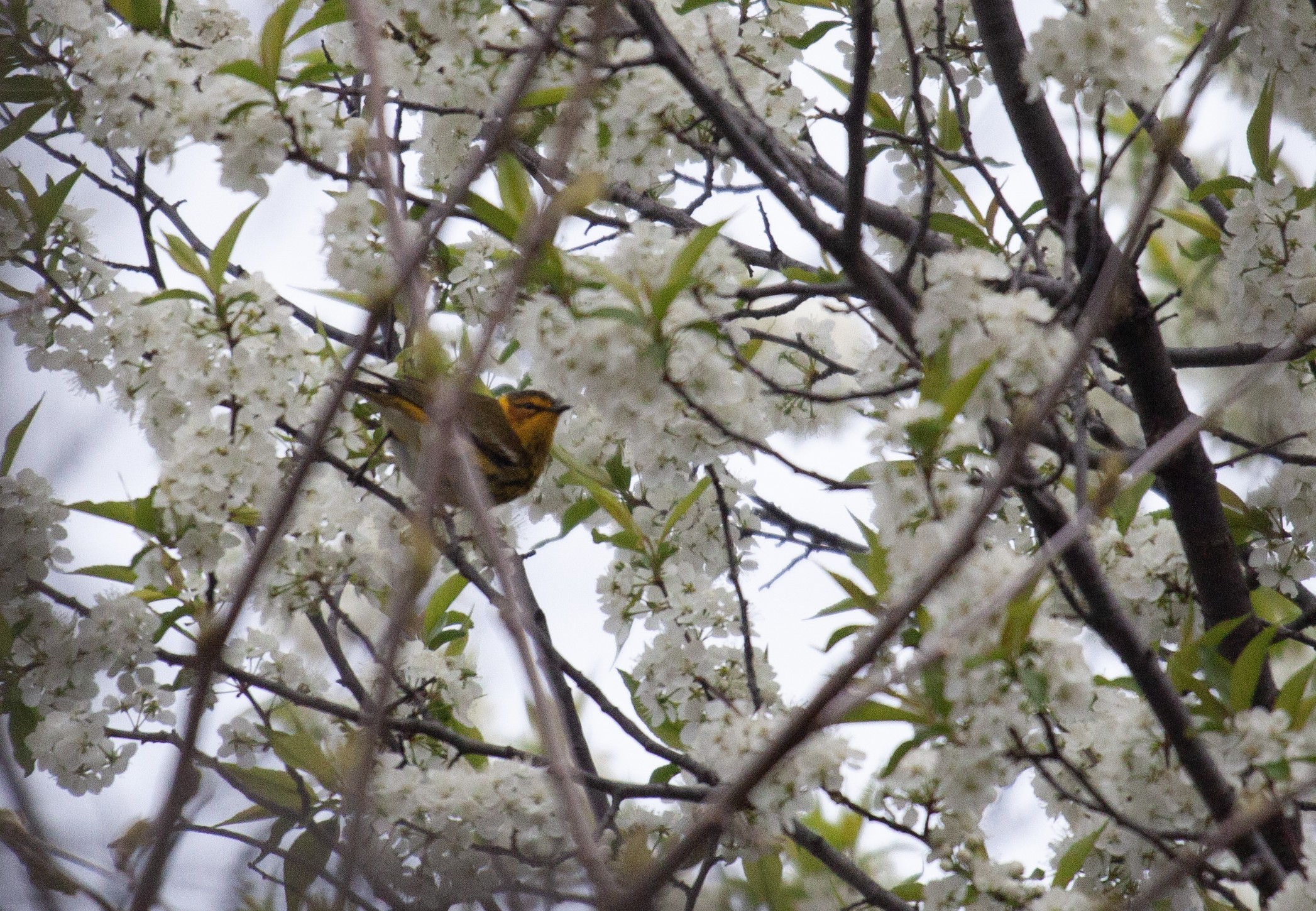 A Cape May Warbler among the branches of a white flowering tree