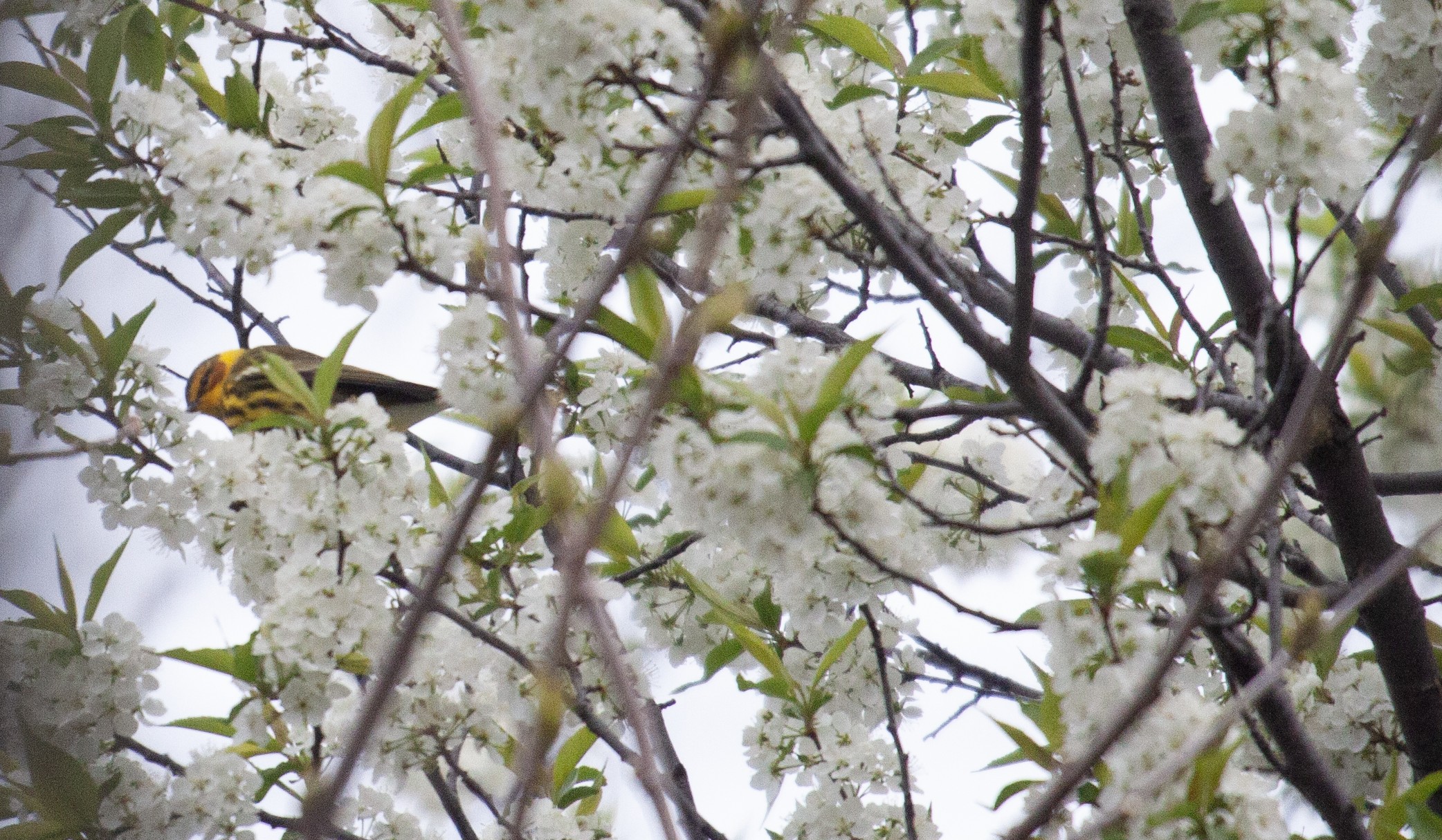 A Cape May Warbler among the branches of a white flowering tree