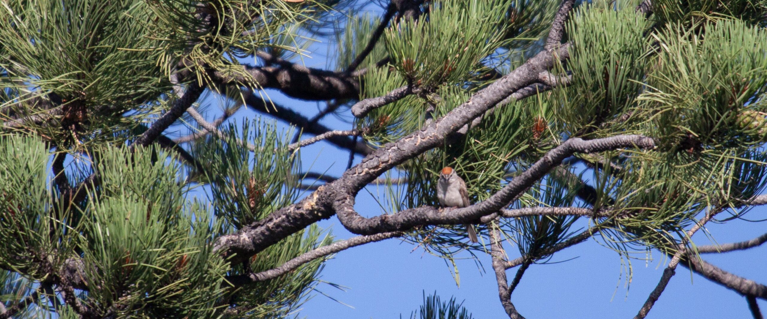 Chipping Sparrow on a branch