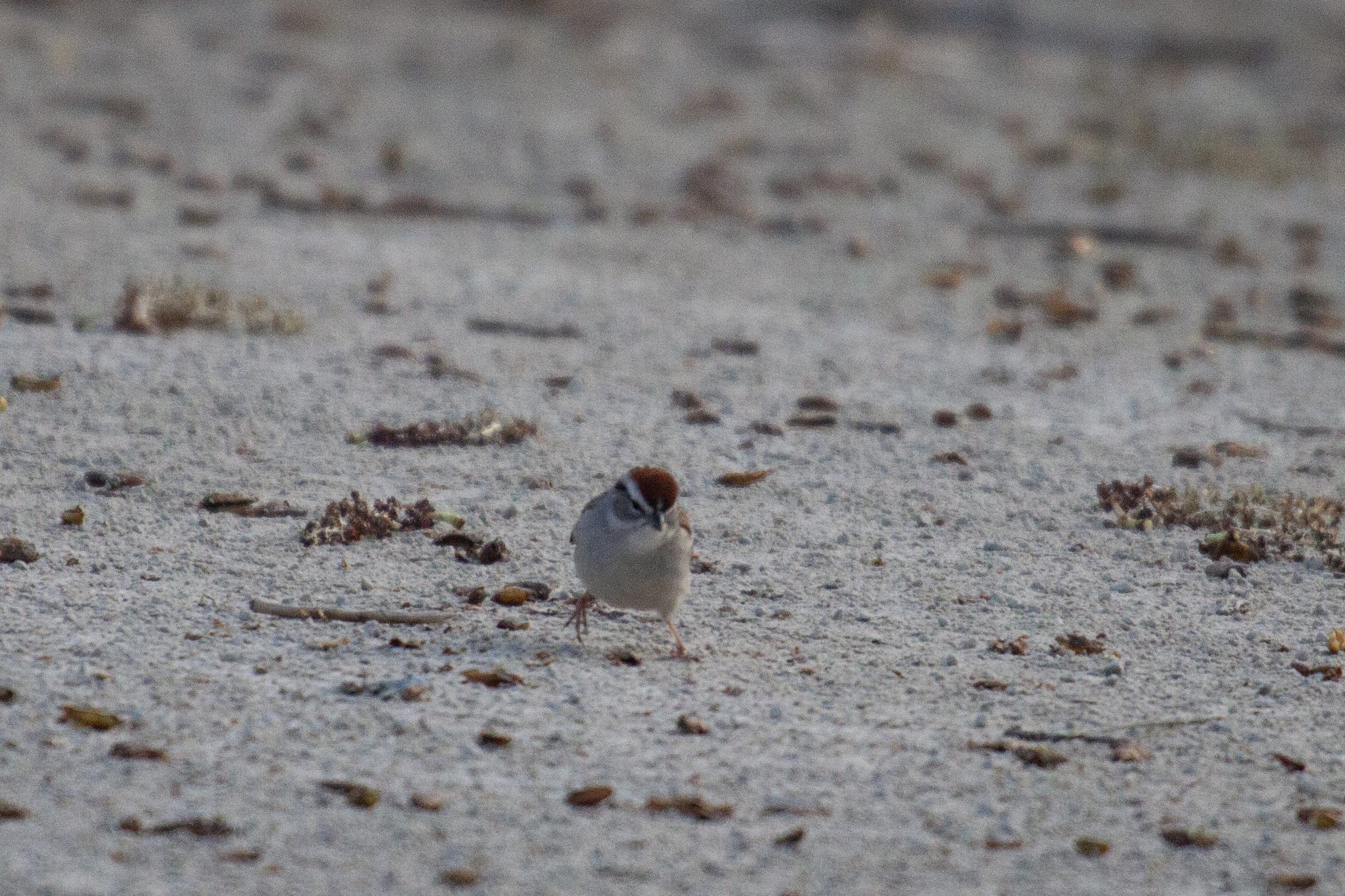 Chipping Sparrow searching for food in the sand of the path