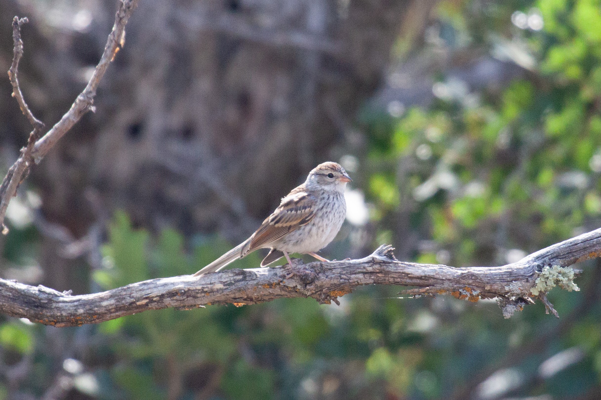 Chipping Sparrow on a branch