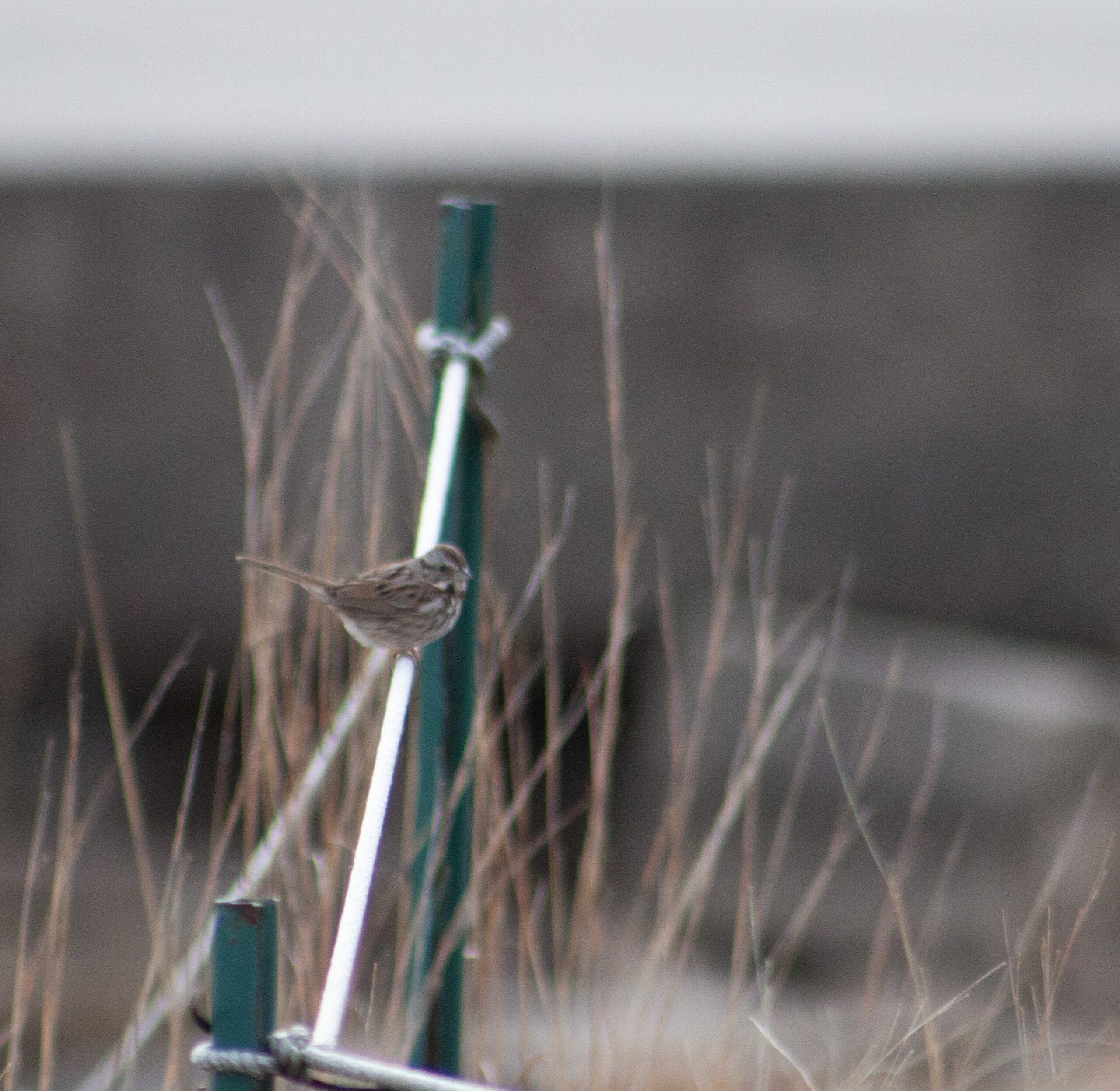 Chipping Sparrow on a rail