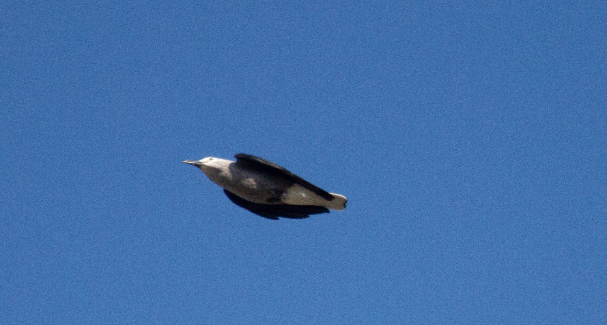 A Clark's Nutcracker flies overhead