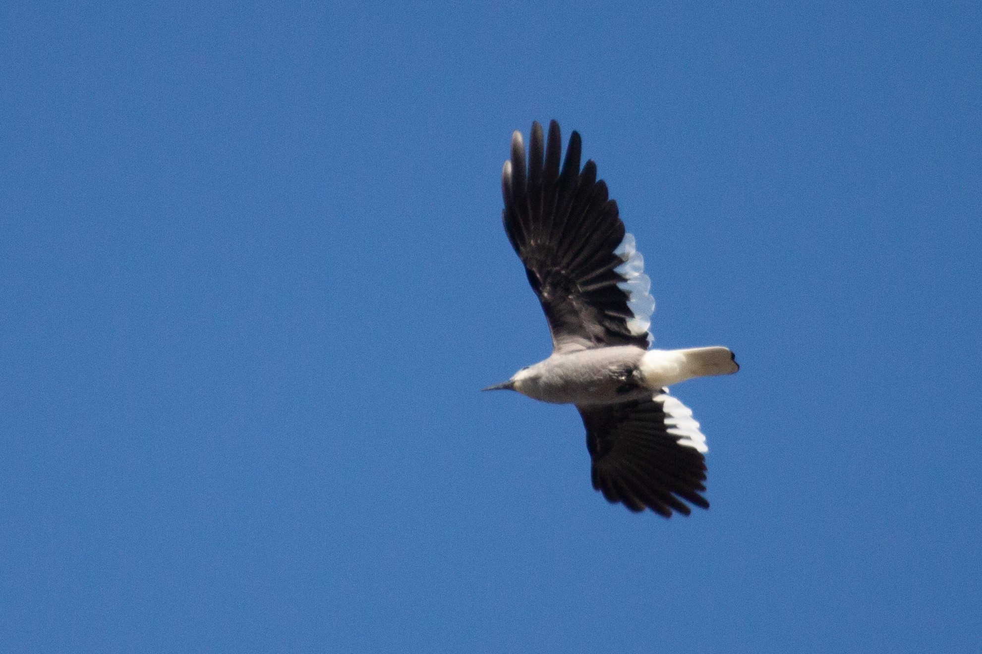 A Clark's Nutcracker flies overhead