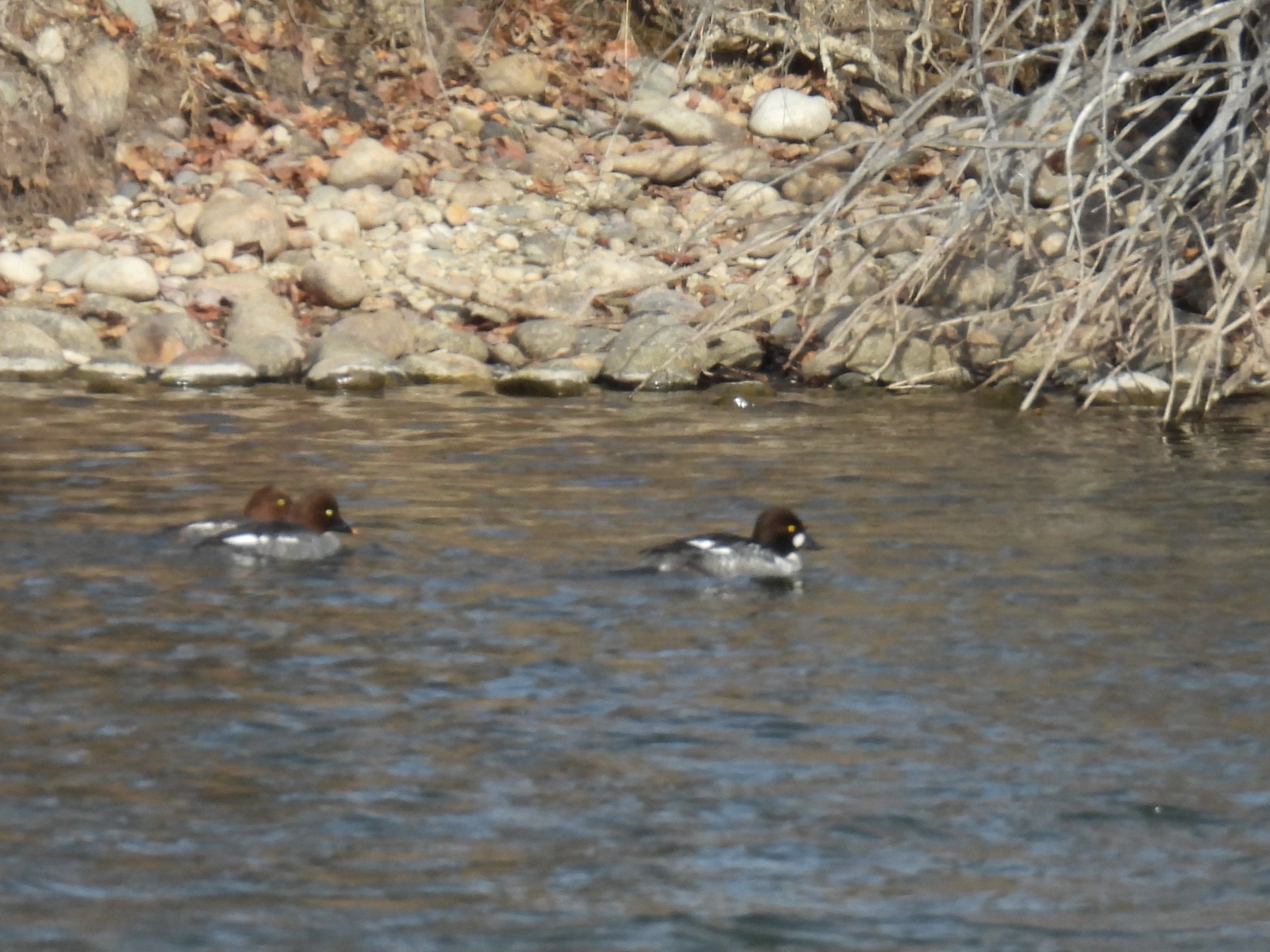 Three Common Goldeneye swim on a small pond