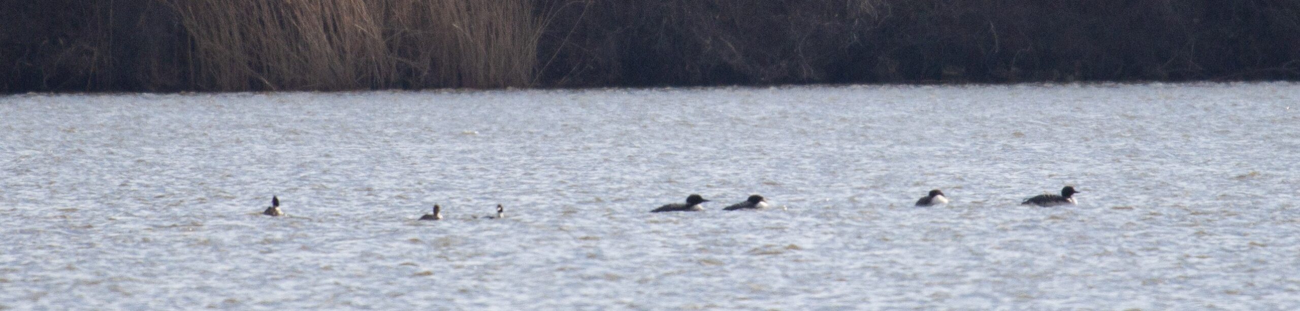 Four Common Loons and three Red-Breasted Mergansers swim on a lake