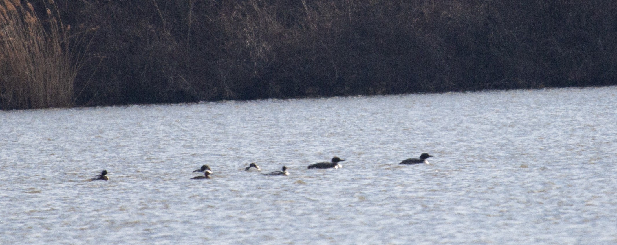 Four Common Loons and three Red-Breasted Mergansers swim on a lake