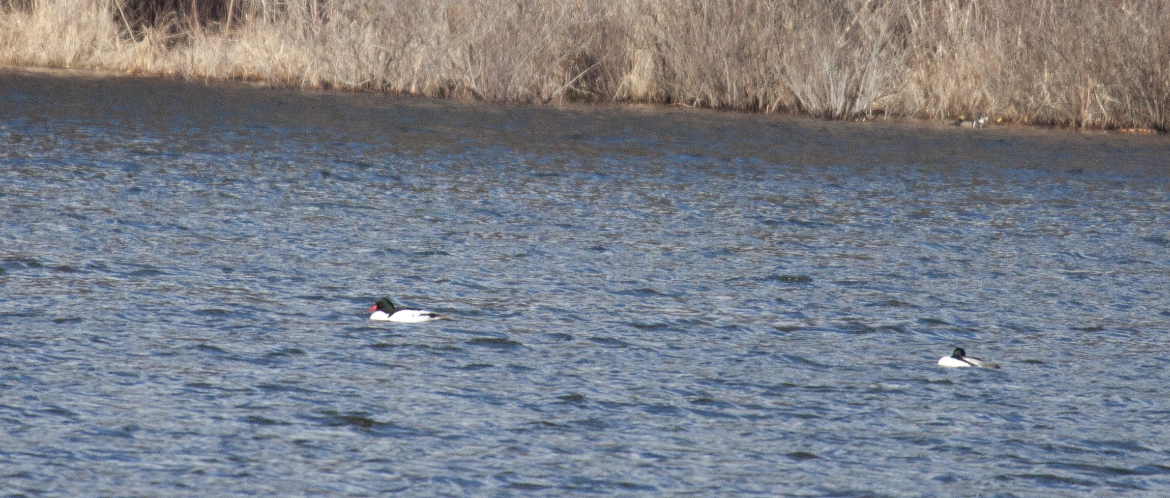Two Common Mergansers swim on a lake