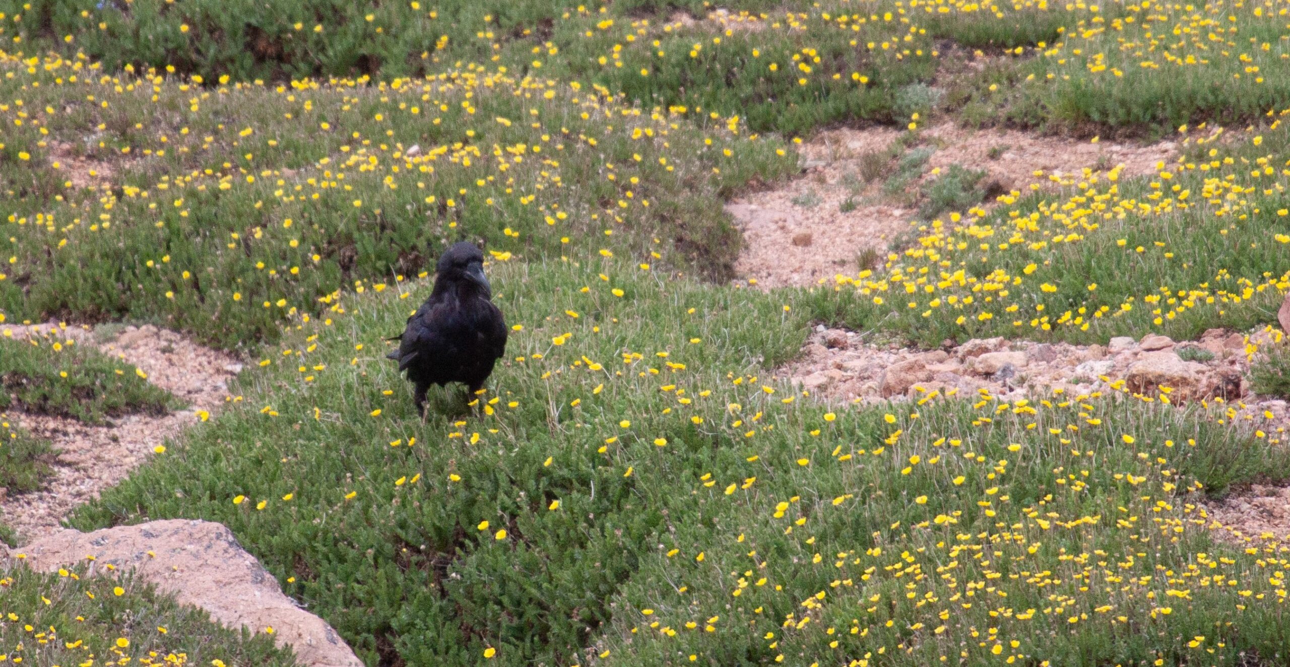 A Common Raven among yellow flowers