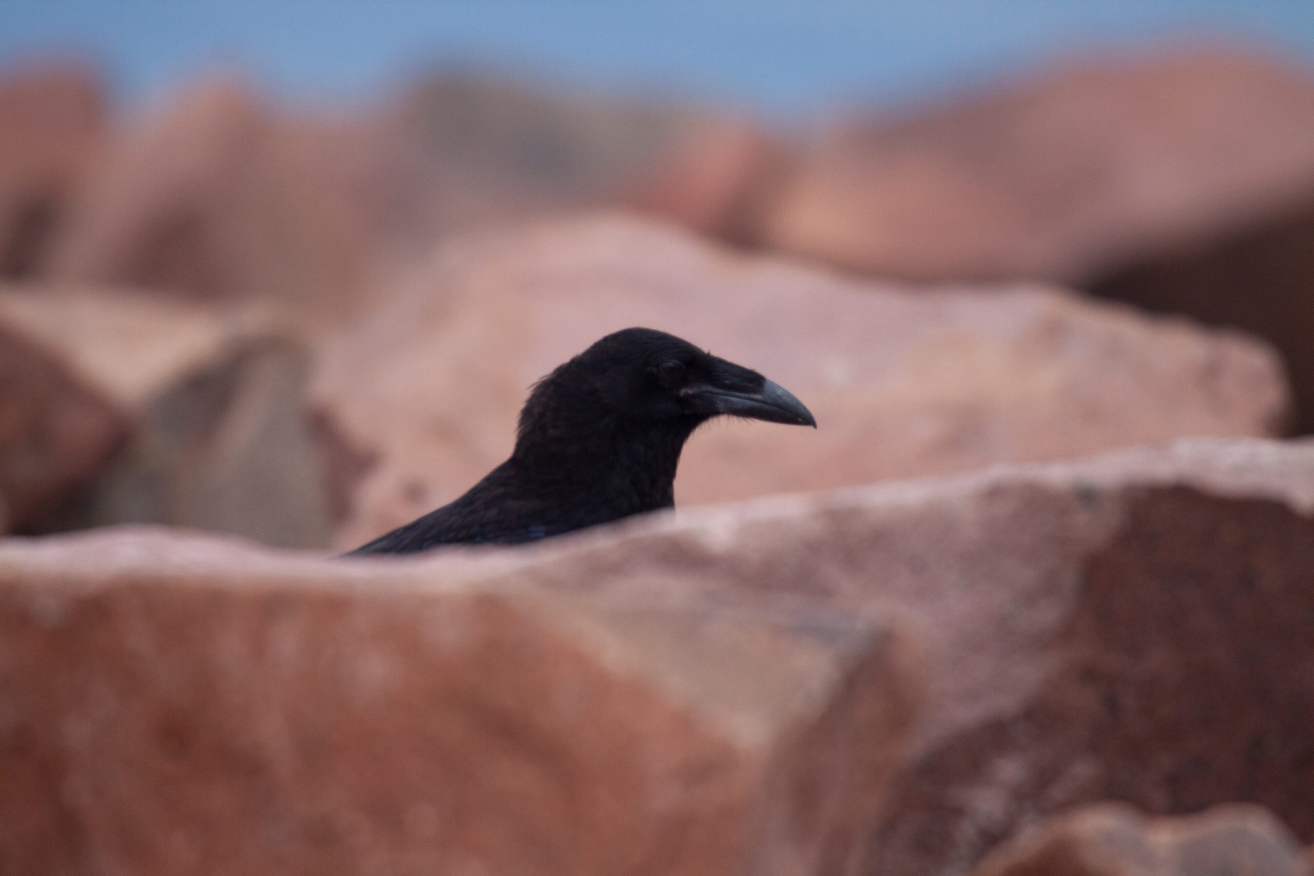 A Common Raven among the rocks