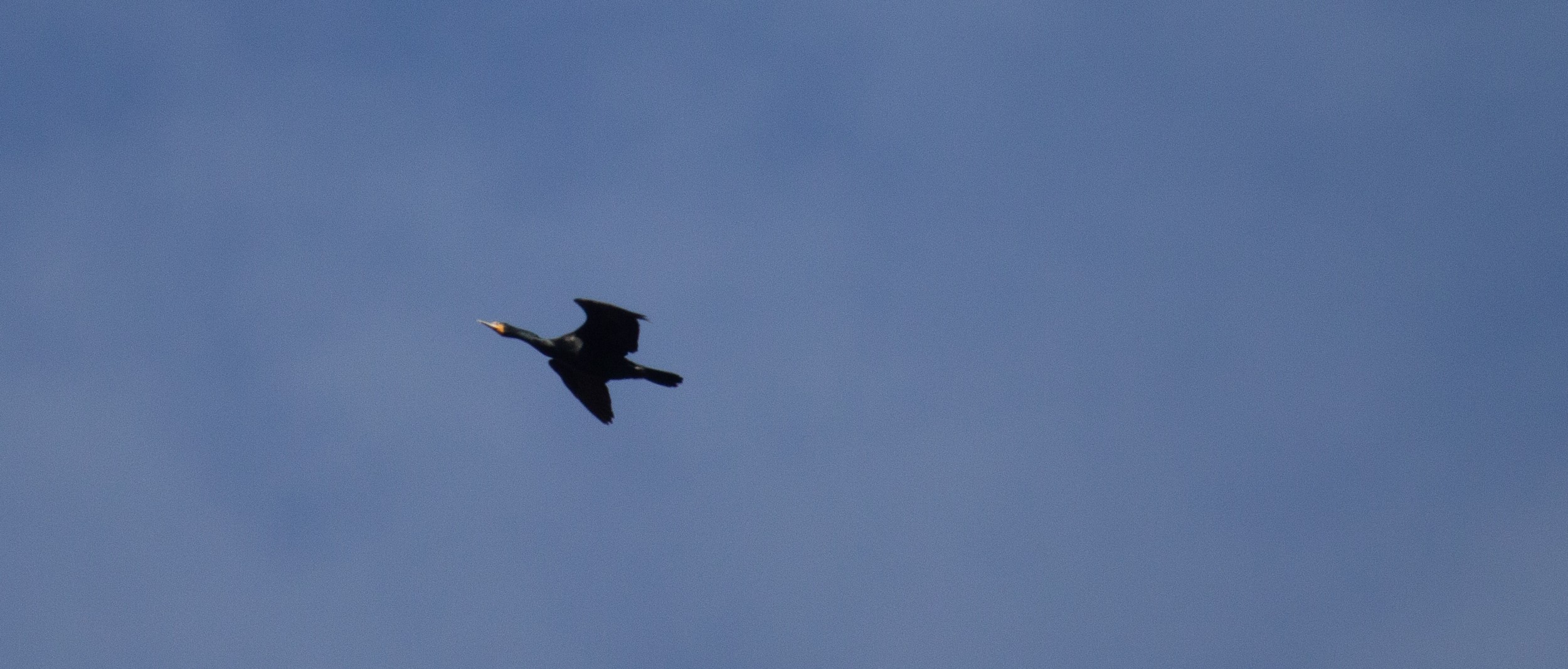 A Double-Crested Cormorant flies overhead